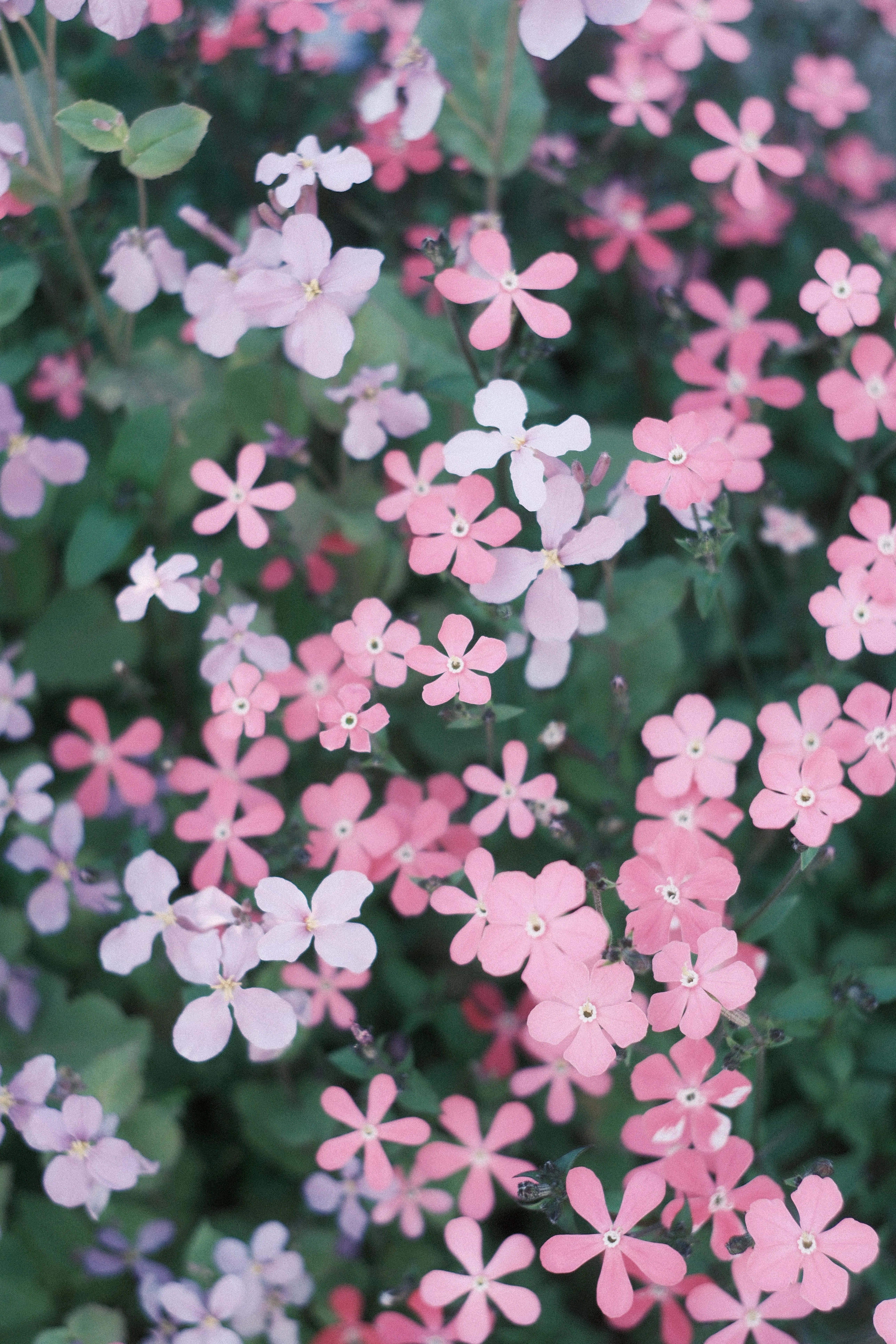 NOKTON classic 40mm F1.4 SC VM｜月曜休み。