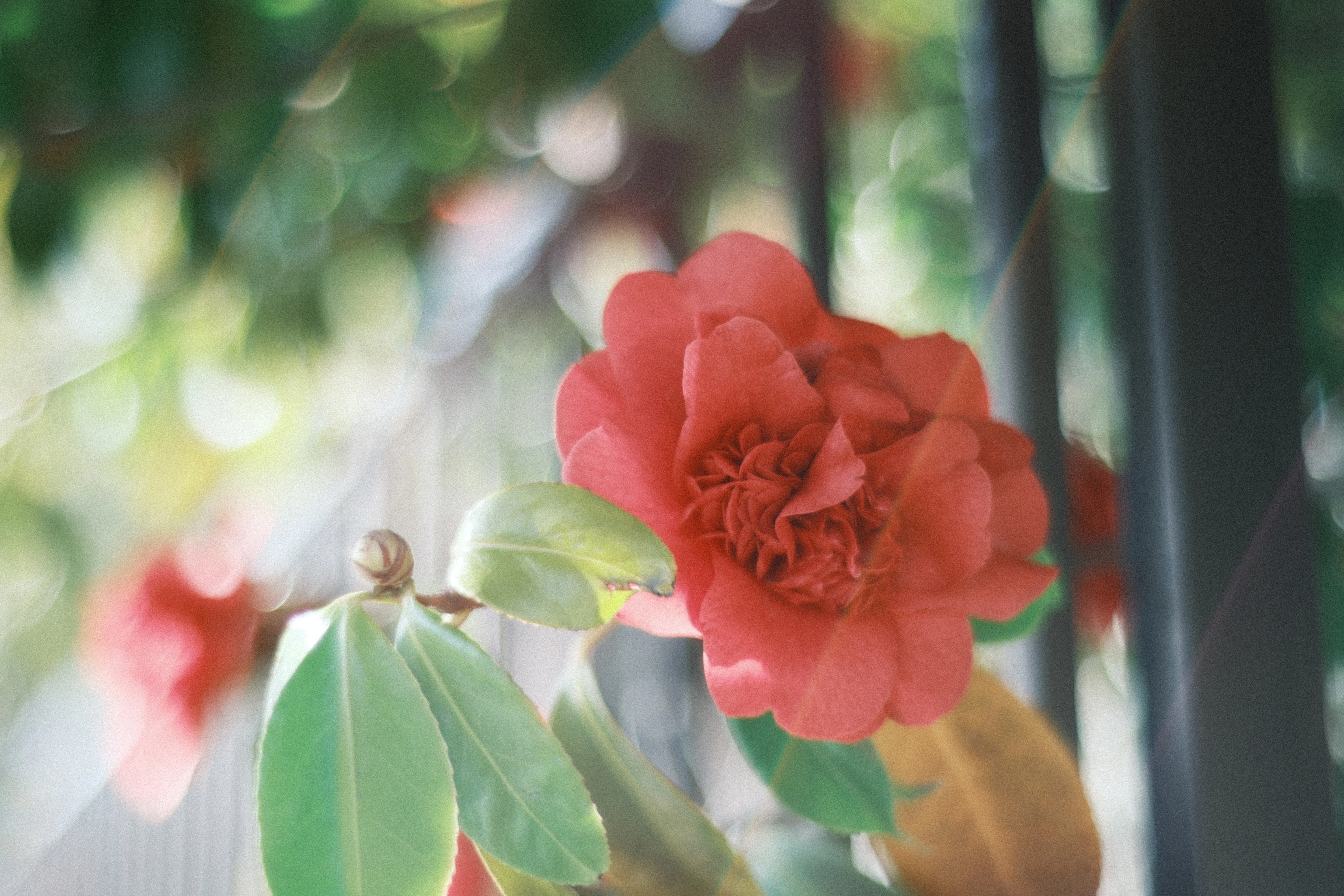 NOKTON classic 40mm F1.4 SC VM｜月曜休み。
