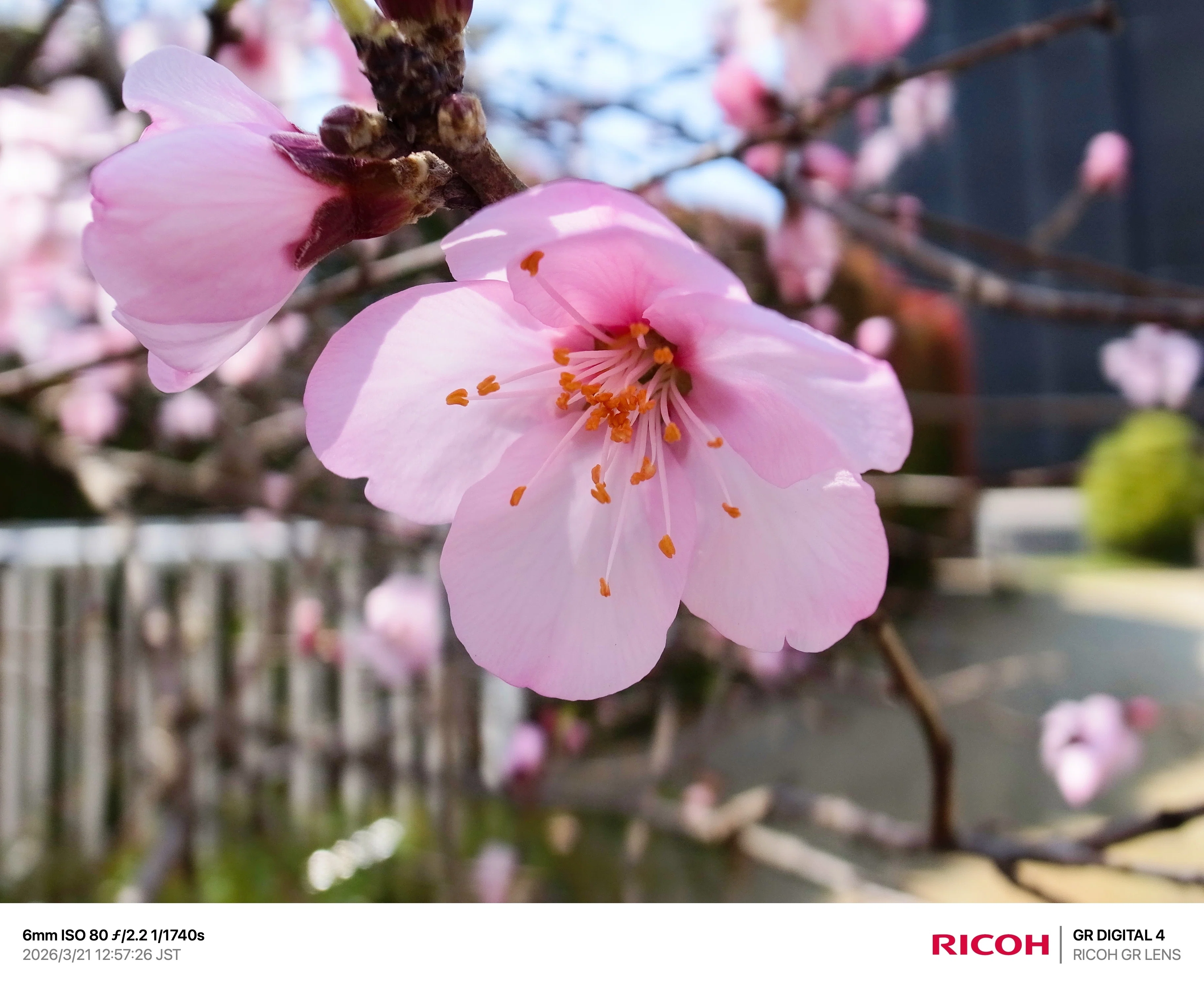 写真日記】 春を告げるアーモンドとミモザの花 2026.3.21.｜オオニシ