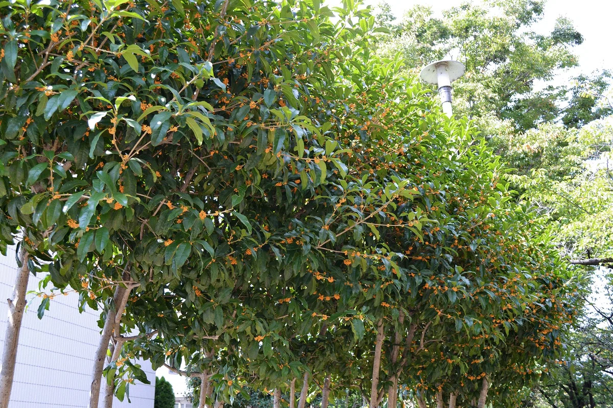 [Nakahara Ward, Kawasaki City] A walk under the still-fragrant sweet ...