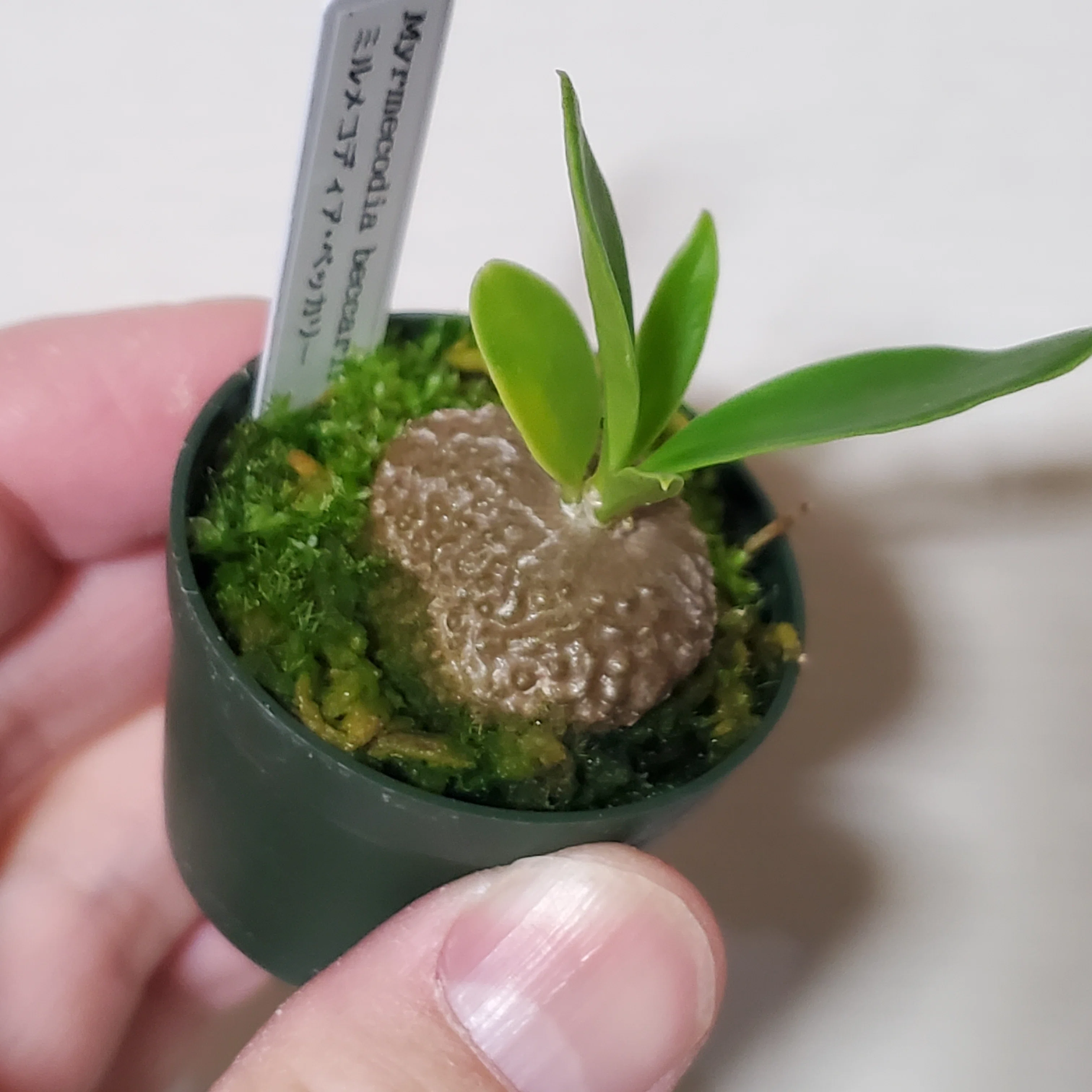 アリ植物って知ってますか？｜moss paradise3055（モスパラ）