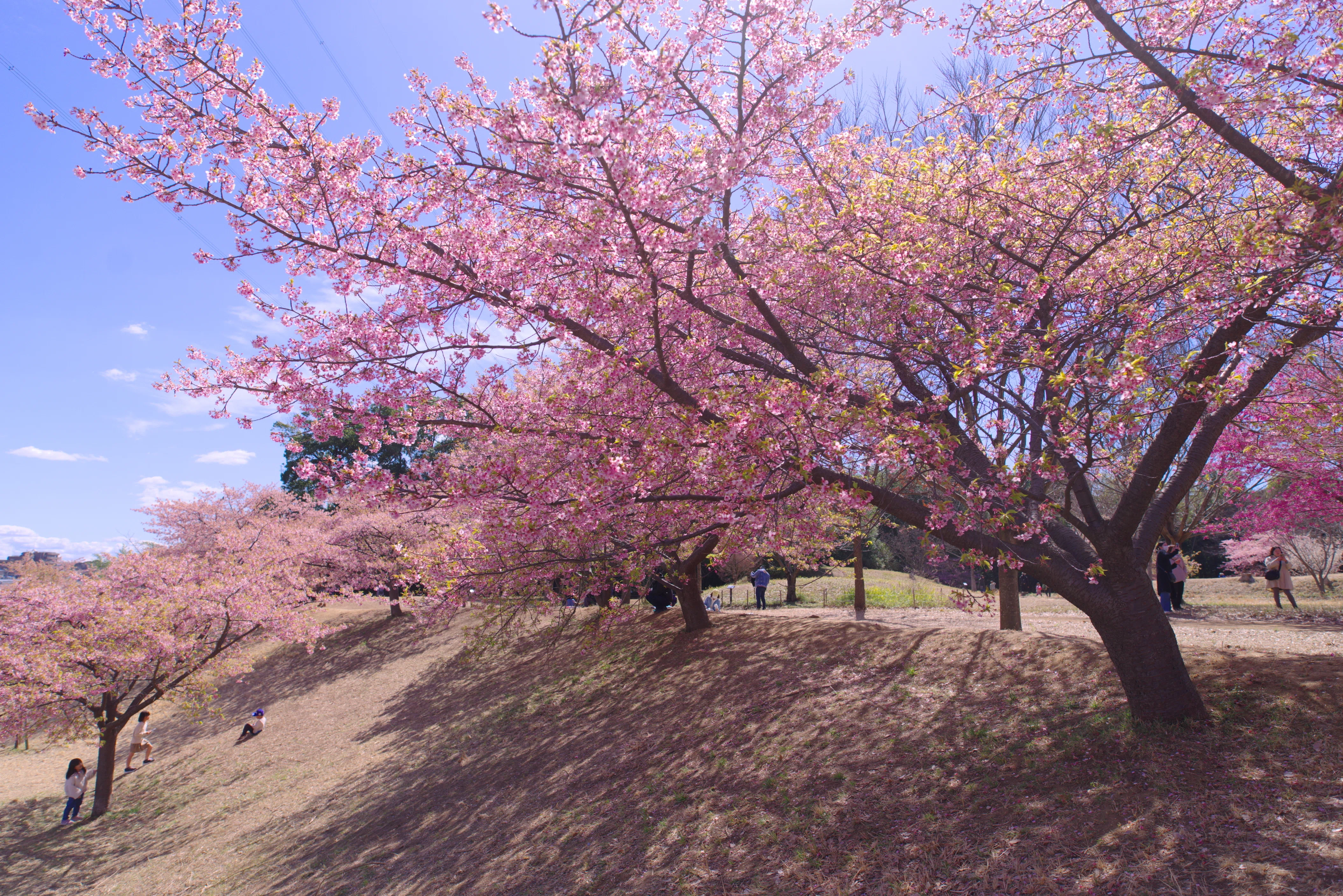第73話 松ヶ崎城跡の河津桜と、旧吉田家住宅の風格(千葉県柏市