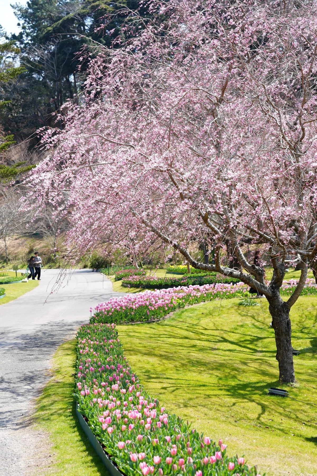 「光がやわらぐ日、花を撮る - はままつフラワーパーク、3月21日」|志賀高志