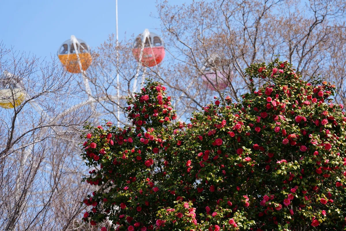 「光がやわらぐ日、花を撮る - はままつフラワーパーク、3月21日」|志賀高志