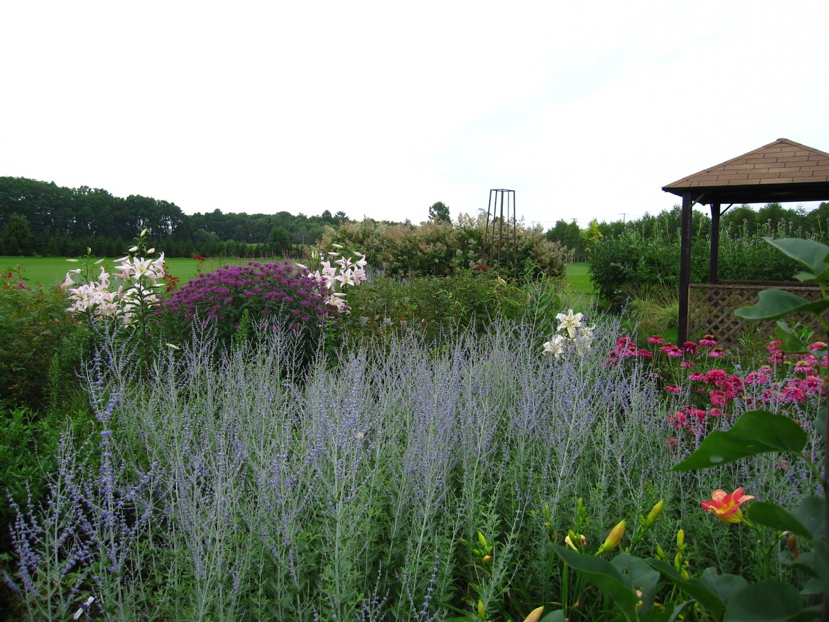 ガーデンデザインの基本【第9回】：暑さ・蒸れに負けない宿根草――猛暑の夏を乗り切る品種の選び方