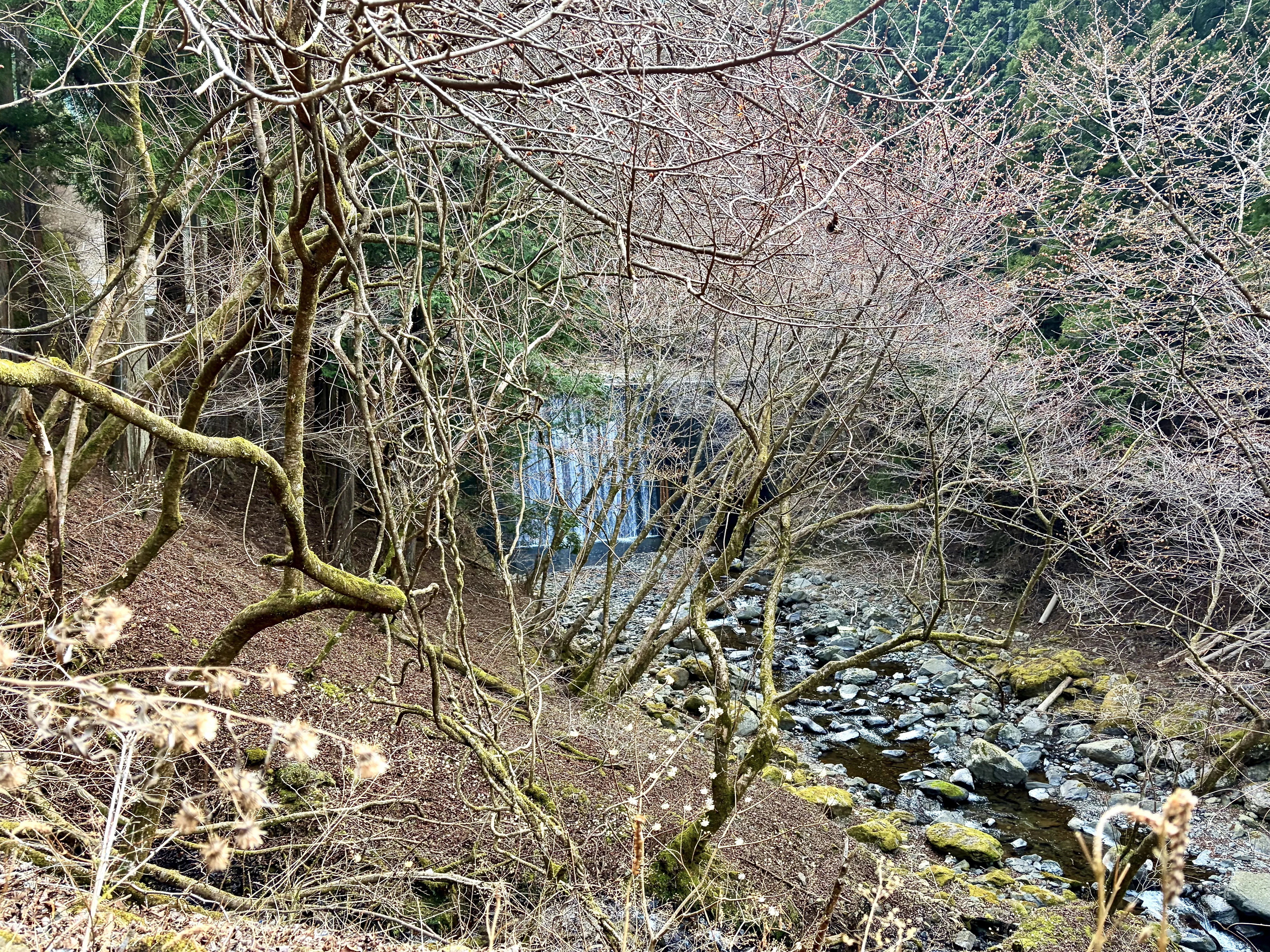 丹沢山地のヤビツ峠でデジタルデトックスの難しさを知る｜ほぼ63世