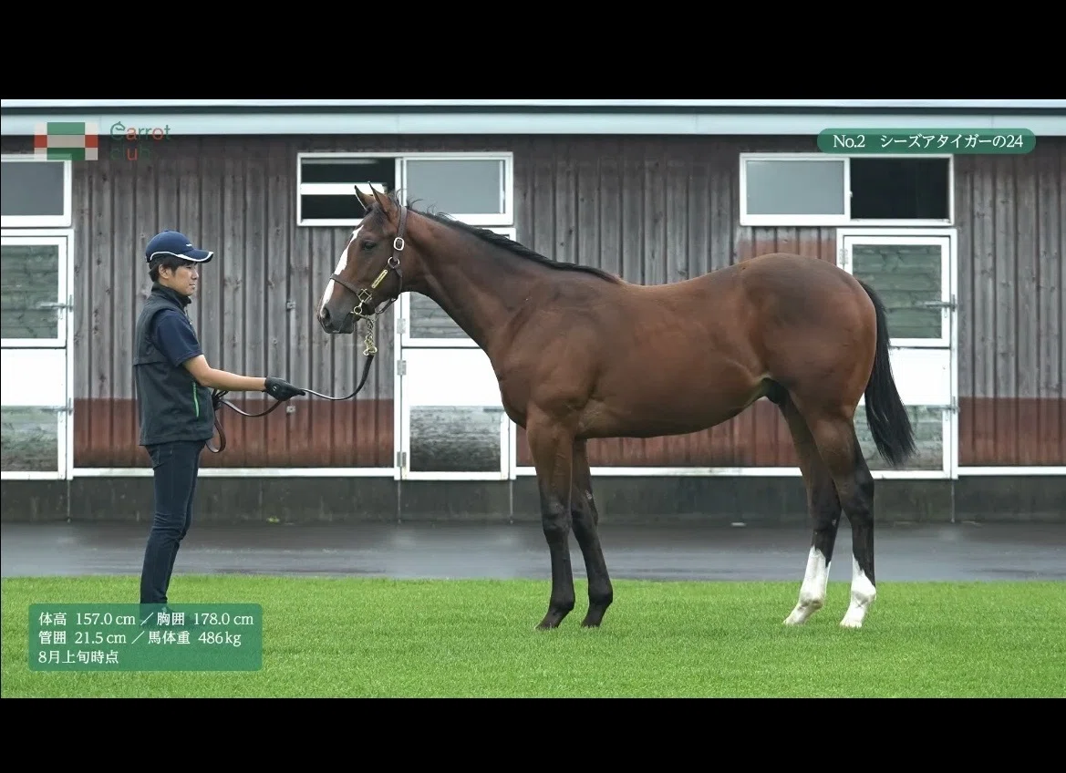 ノリタケ　競走馬跳馬 AI×一口競争馬の評価分析（ディノフェリス）】｜motti