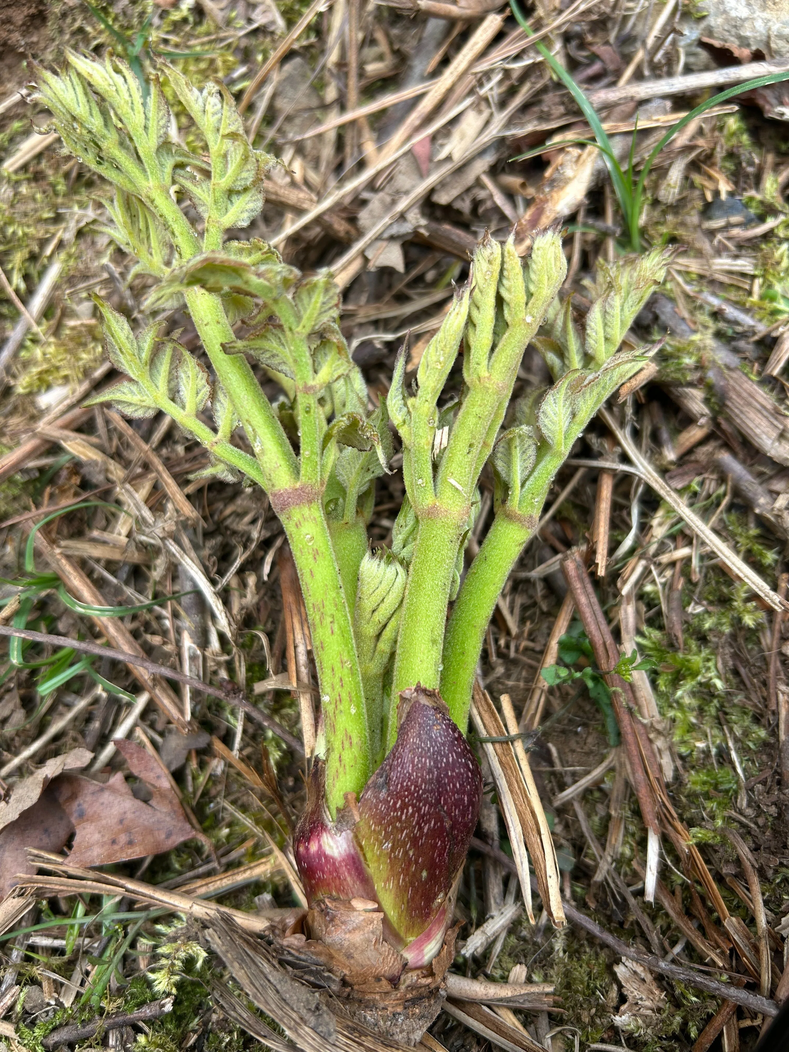 タラの芽採りは競争｜ゆたし