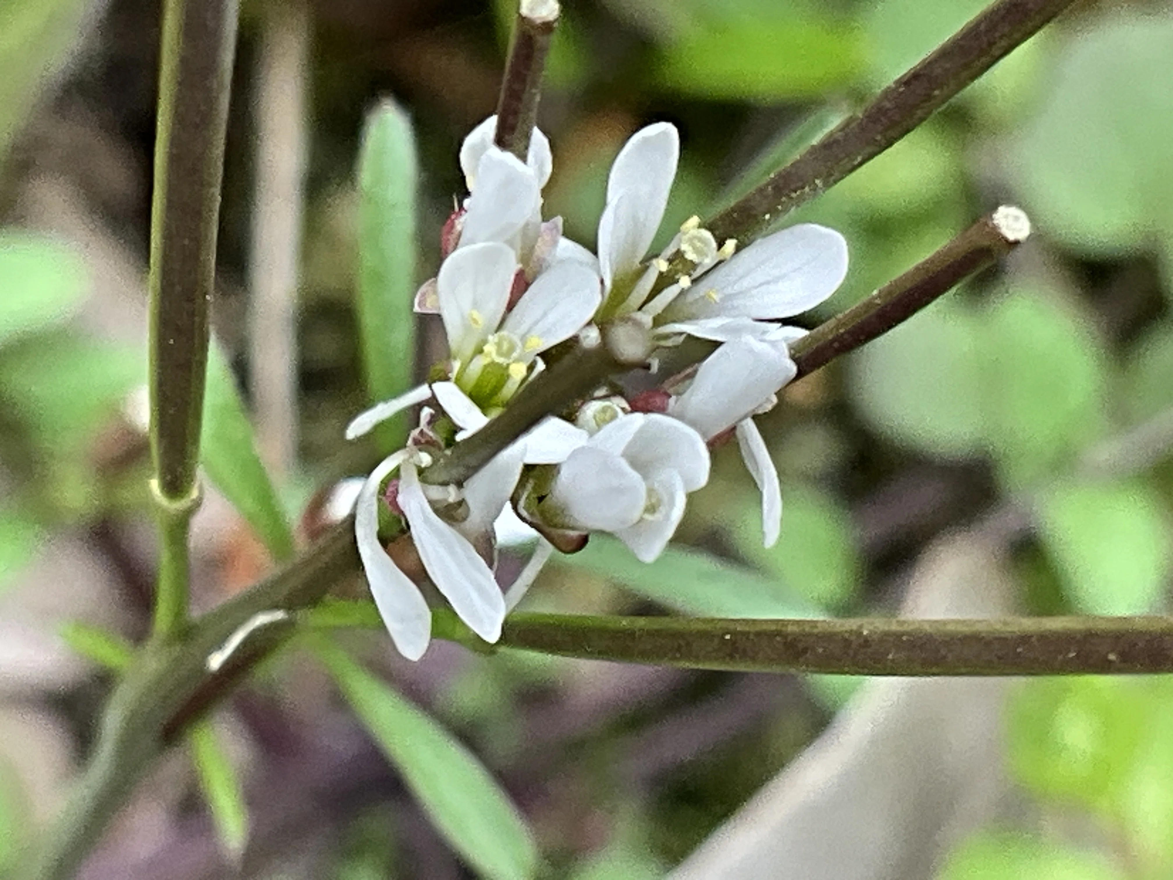ミチタネツケバナ （京都府立植物園）：2026年3月22日（日）｜藤井秀昭