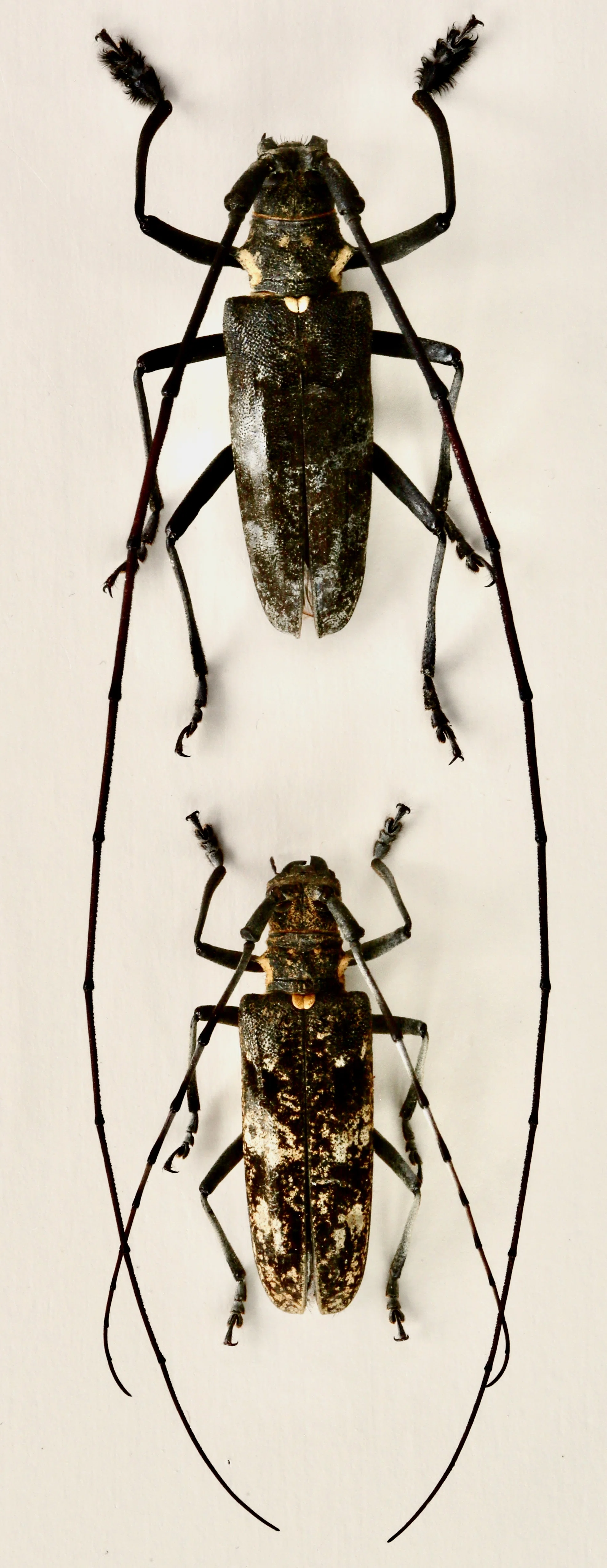 【4mm】ヒゲナガカミキリの一種 標本 カミキリムシ Xixuthrus 天牛 B-25＞ ヒゲナガカミキリ その2｜かみきりむし