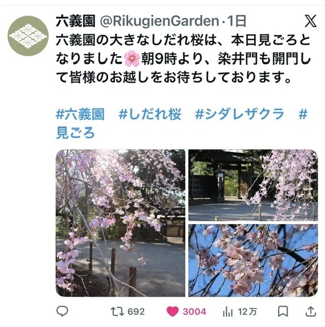 枝垂れ桜🌸 六義園〜上野花見散歩2026｜ミント