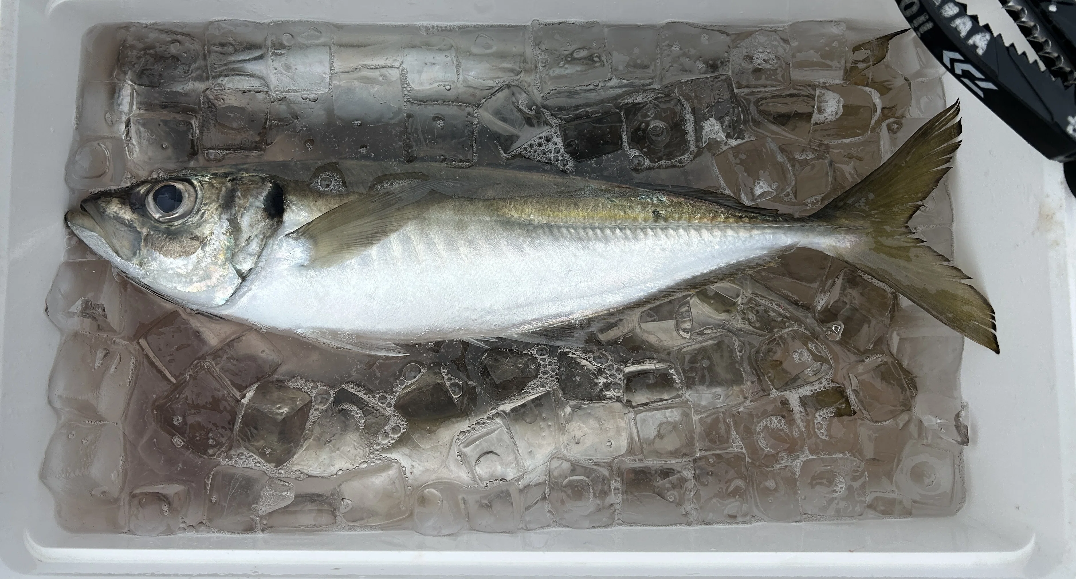Kazuhiko-maru Horse Mackerel Bachicon 1 Giga｜kumaneko1118