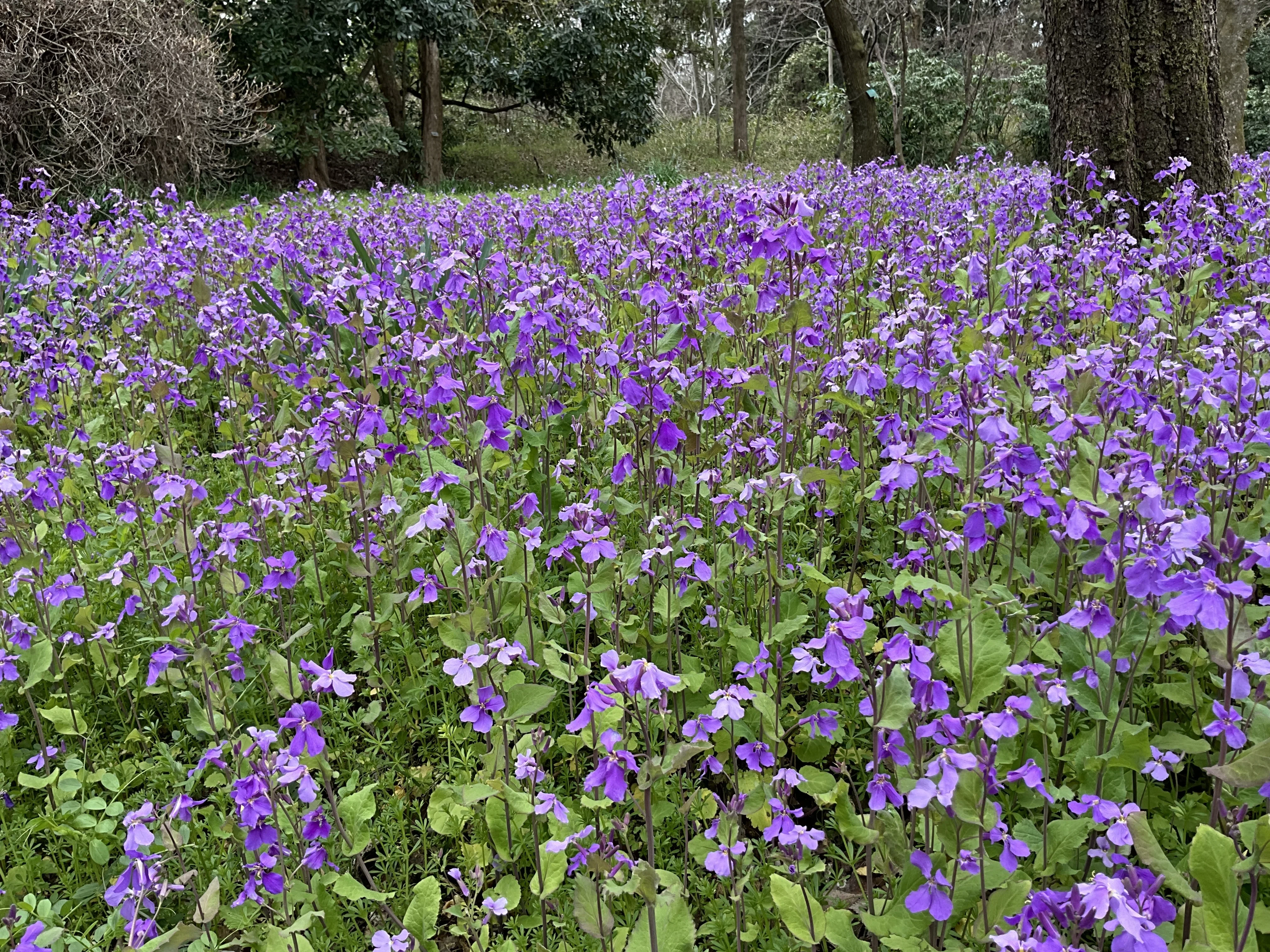 ショカツサイ（京都府立植物園）：2026年3月9日（月）｜藤井秀昭