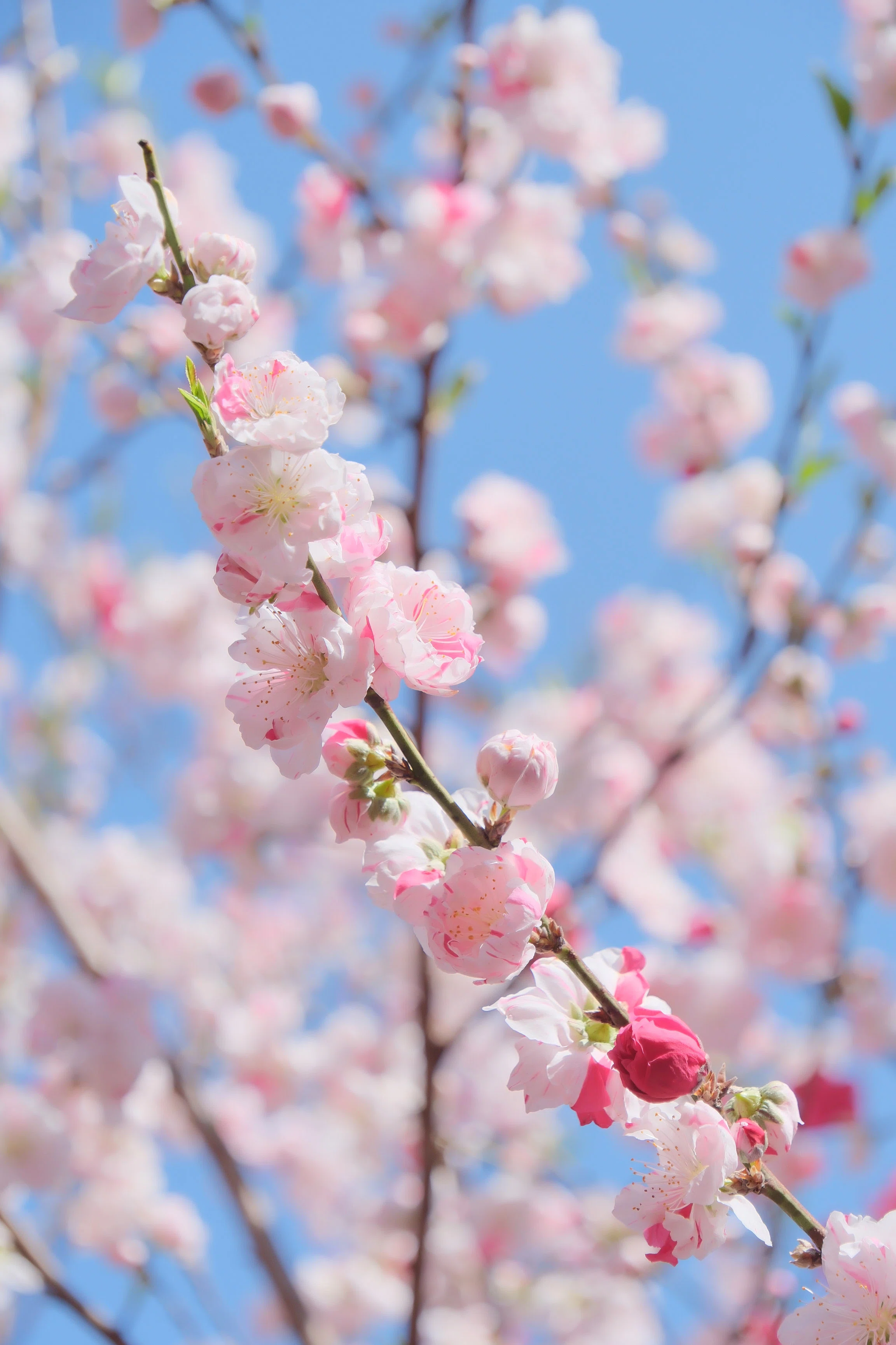 源平花桃（X-T5 : Tamron 18-300mm F/3.5-6.3 ） いよいよモモの季節