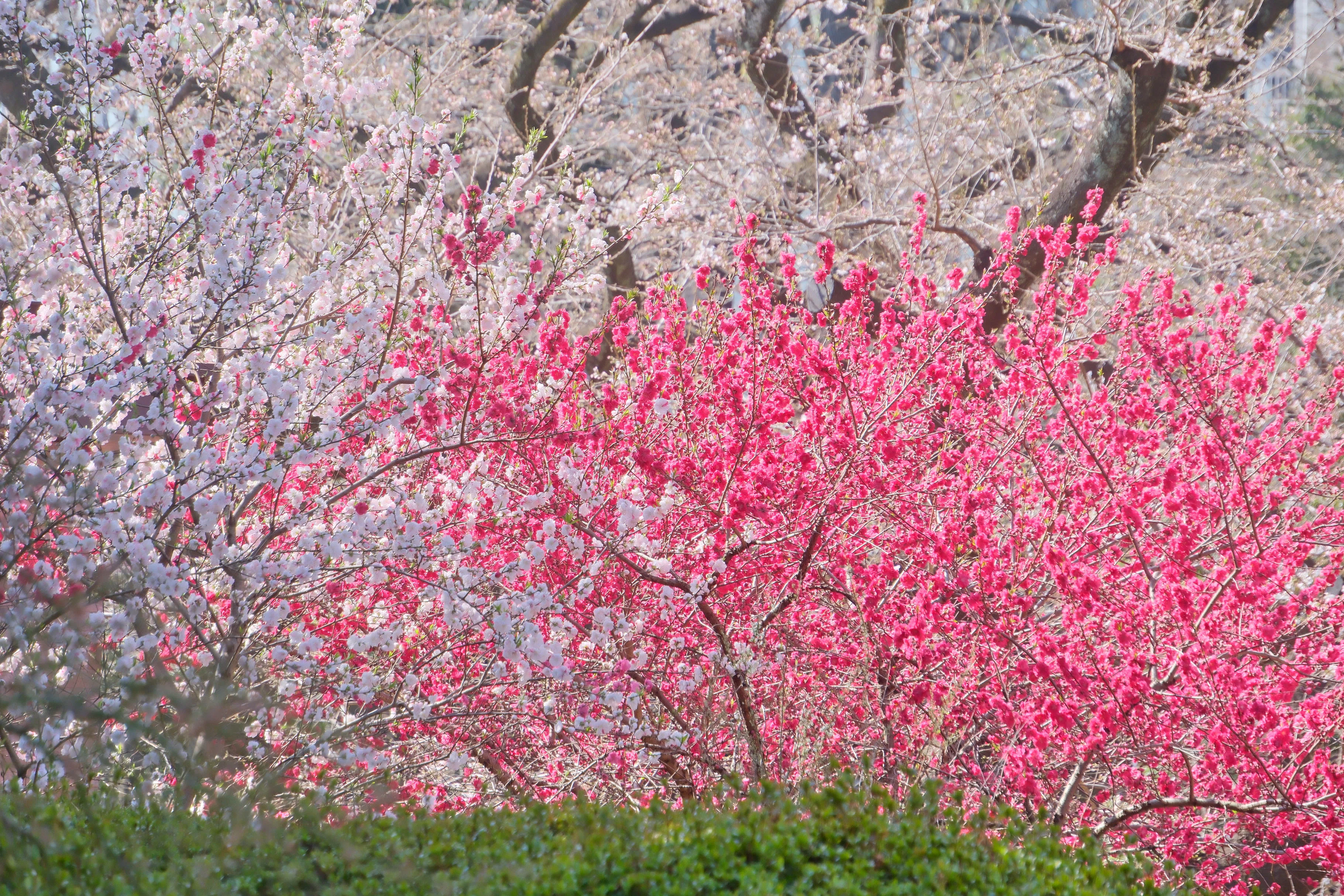 源平花桃（X-T5 : Tamron 18-300mm F/3.5-6.3 ） いよいよモモの季節