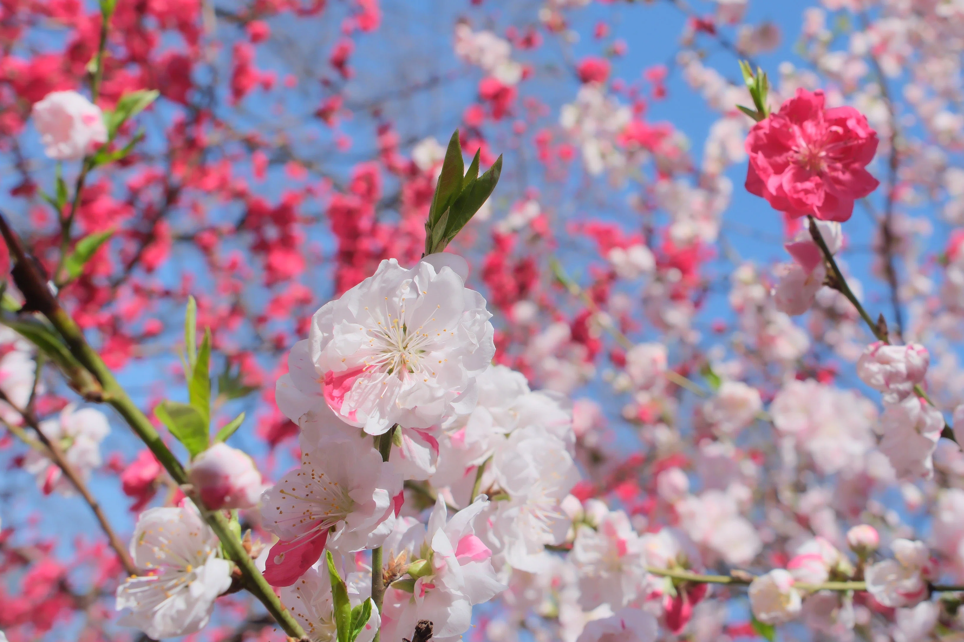 ピンクのつぼみが多い　源平桃　高さ約120センチ 源平枝垂れ花桃| 種・苗・ガーデニング用品の【タキイネット通販】