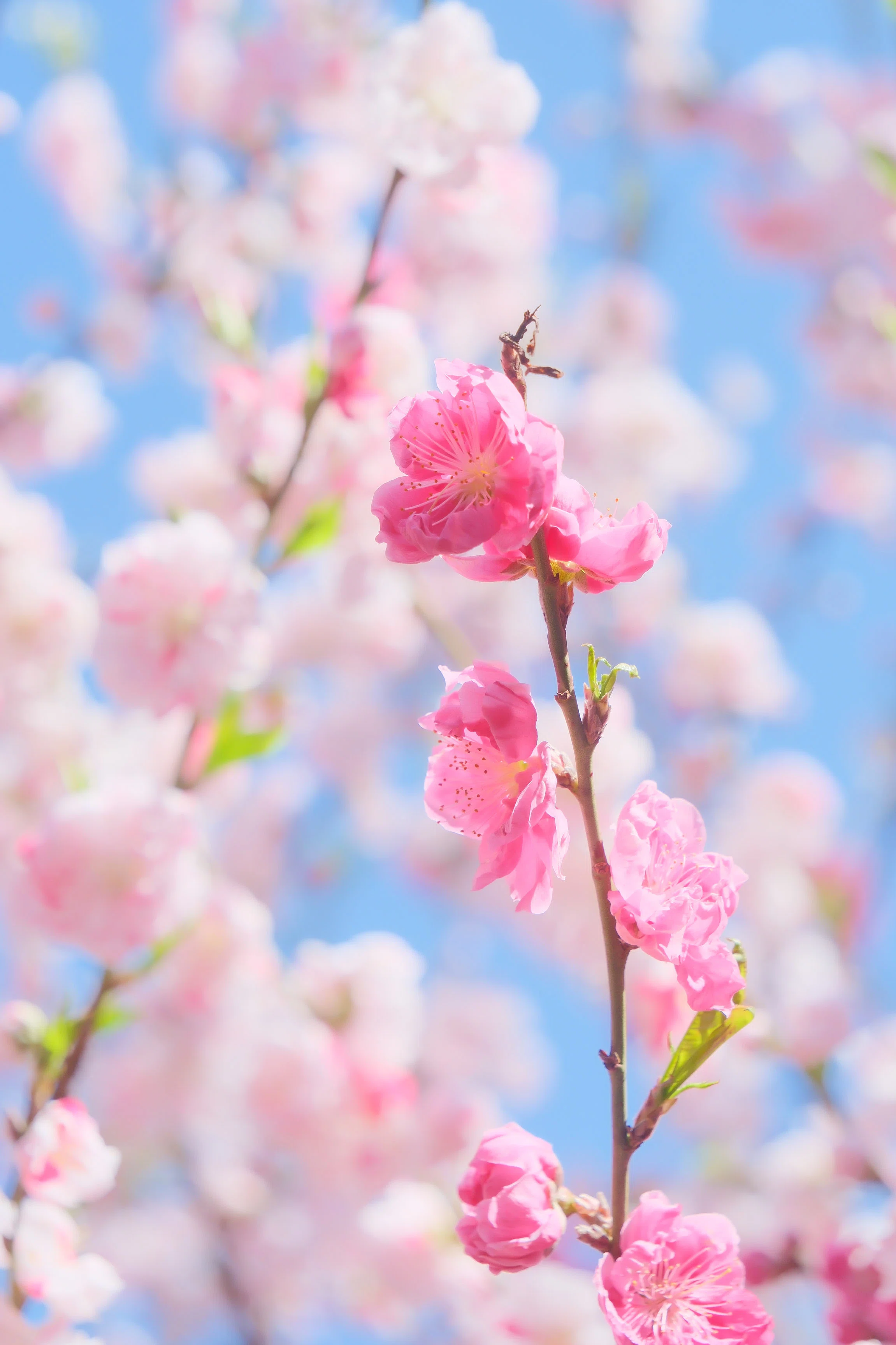 源平花桃（X-T5 : Tamron 18-300mm F/3.5-6.3 ） いよいよモモの季節
