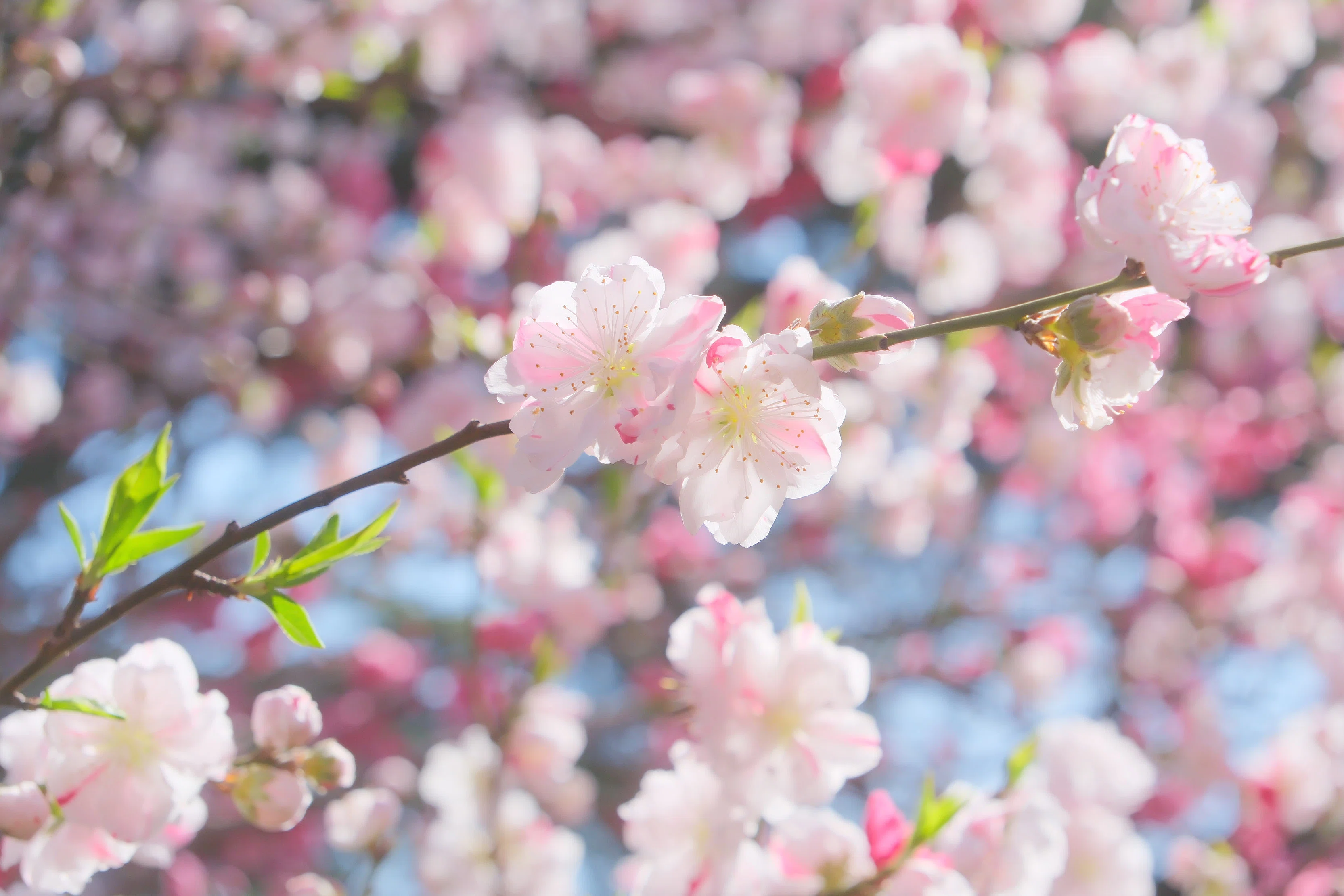 源平花桃（X-T5 : Tamron 18-300mm F/3.5-6.3 ） いよいよモモの季節