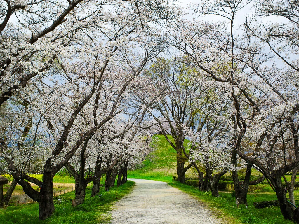 埼玉｜桜と歴史が織りなすフォトスポットさきたま古墳公園｜旅ひたき