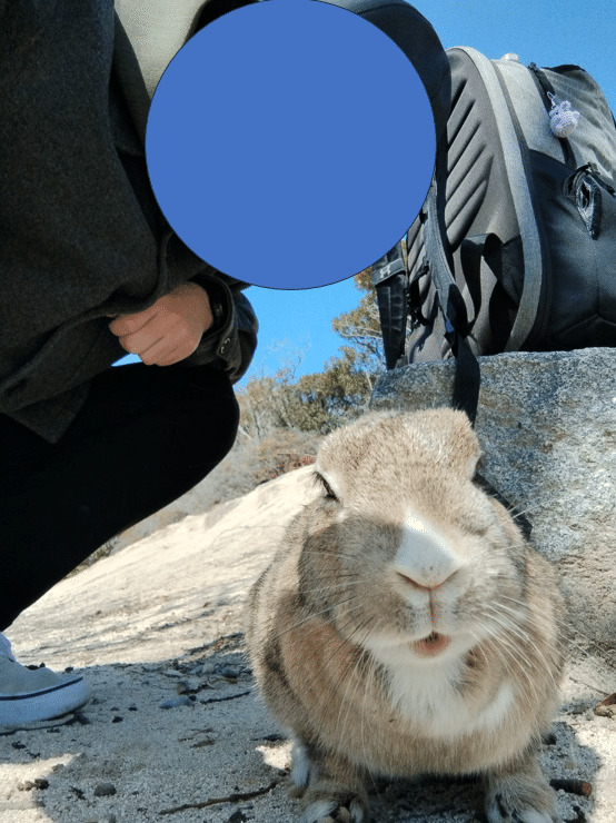 大久野島】年に一度の慰安旅行！うさぎにまみれました🐰｜まつけん