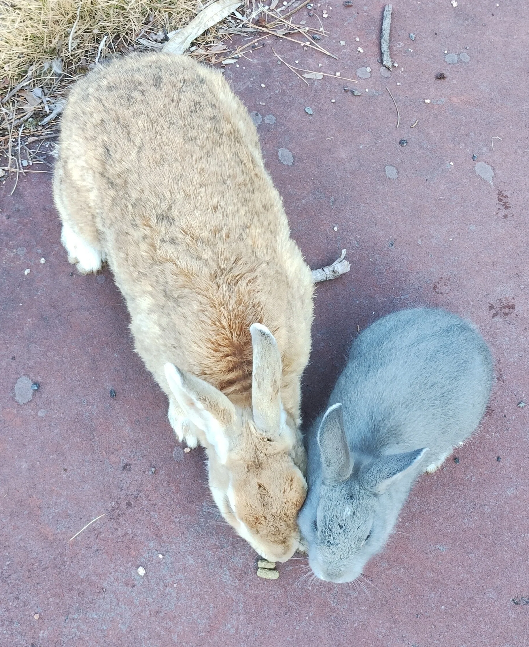 大久野島】年に一度の慰安旅行！うさぎにまみれました🐰｜まつけん