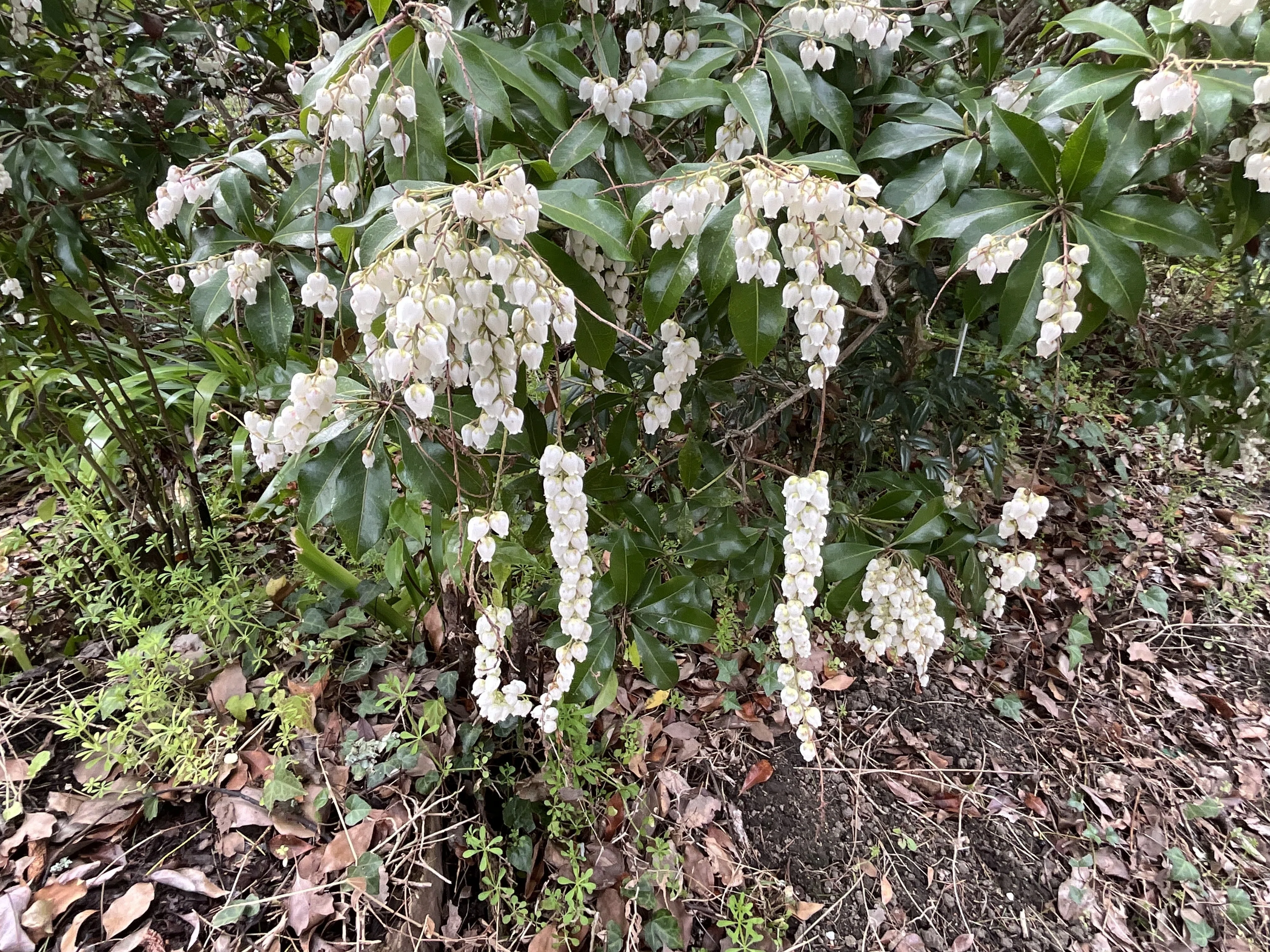 アセビの白い壺形花（京都府立植物園）：2026年3月22日（日）｜藤井