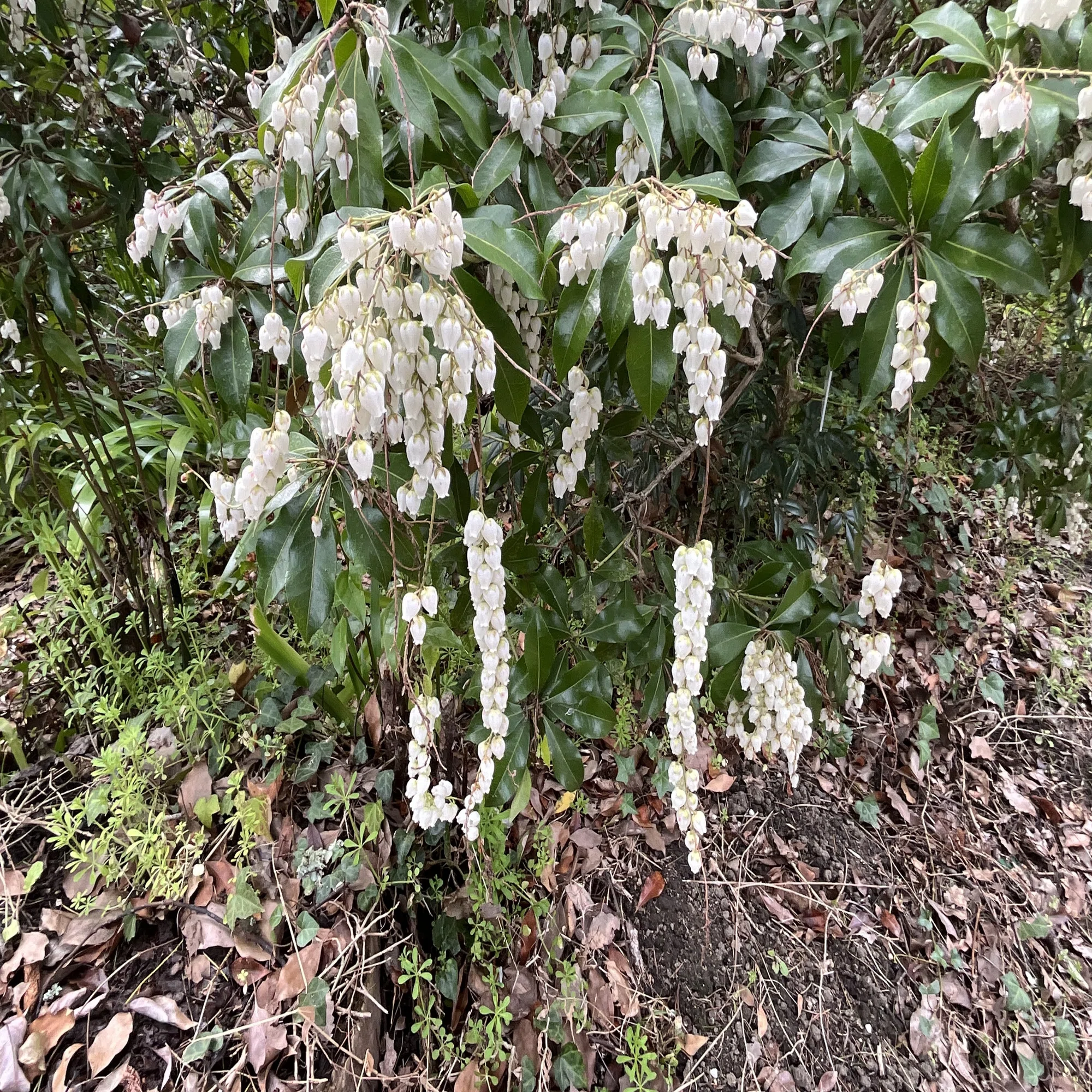 アセビの白い壺形花（京都府立植物園）：2026年3月22日（日）｜藤井 
