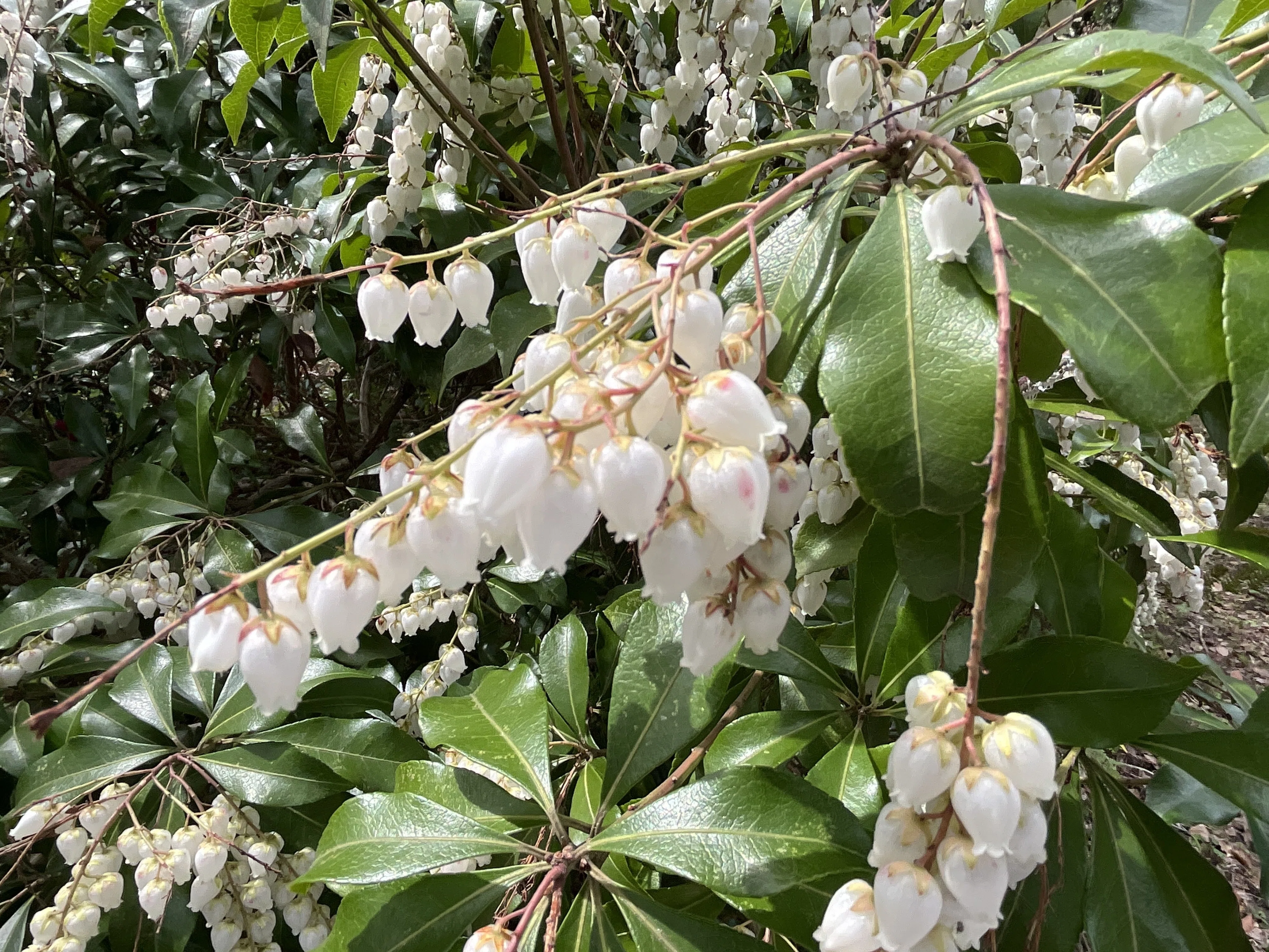アセビの白い壺形花（京都府立植物園）：2026年3月22日（日）｜藤井