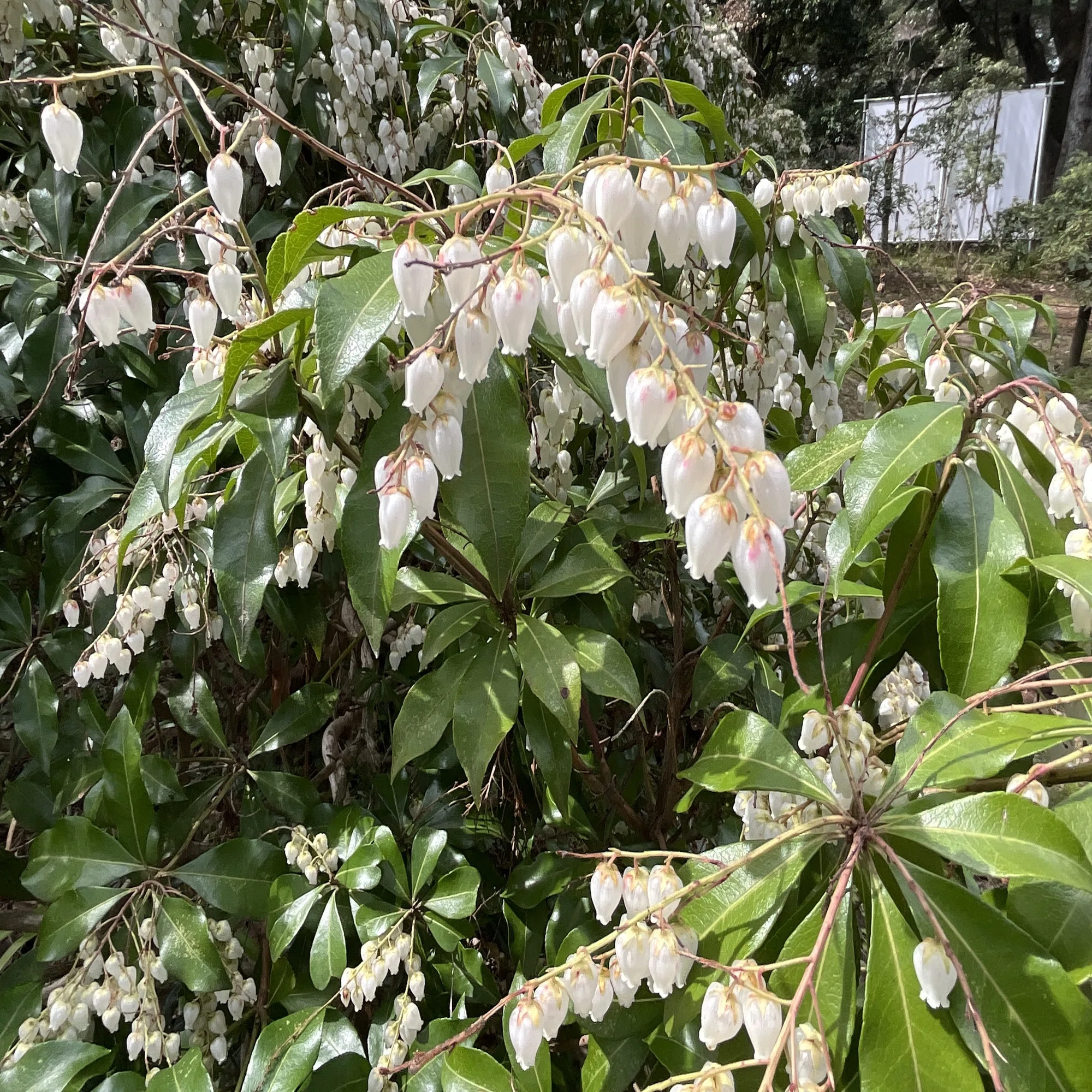 アセビの白い壺形花（京都府立植物園）：2026年3月22日（日）｜藤井 