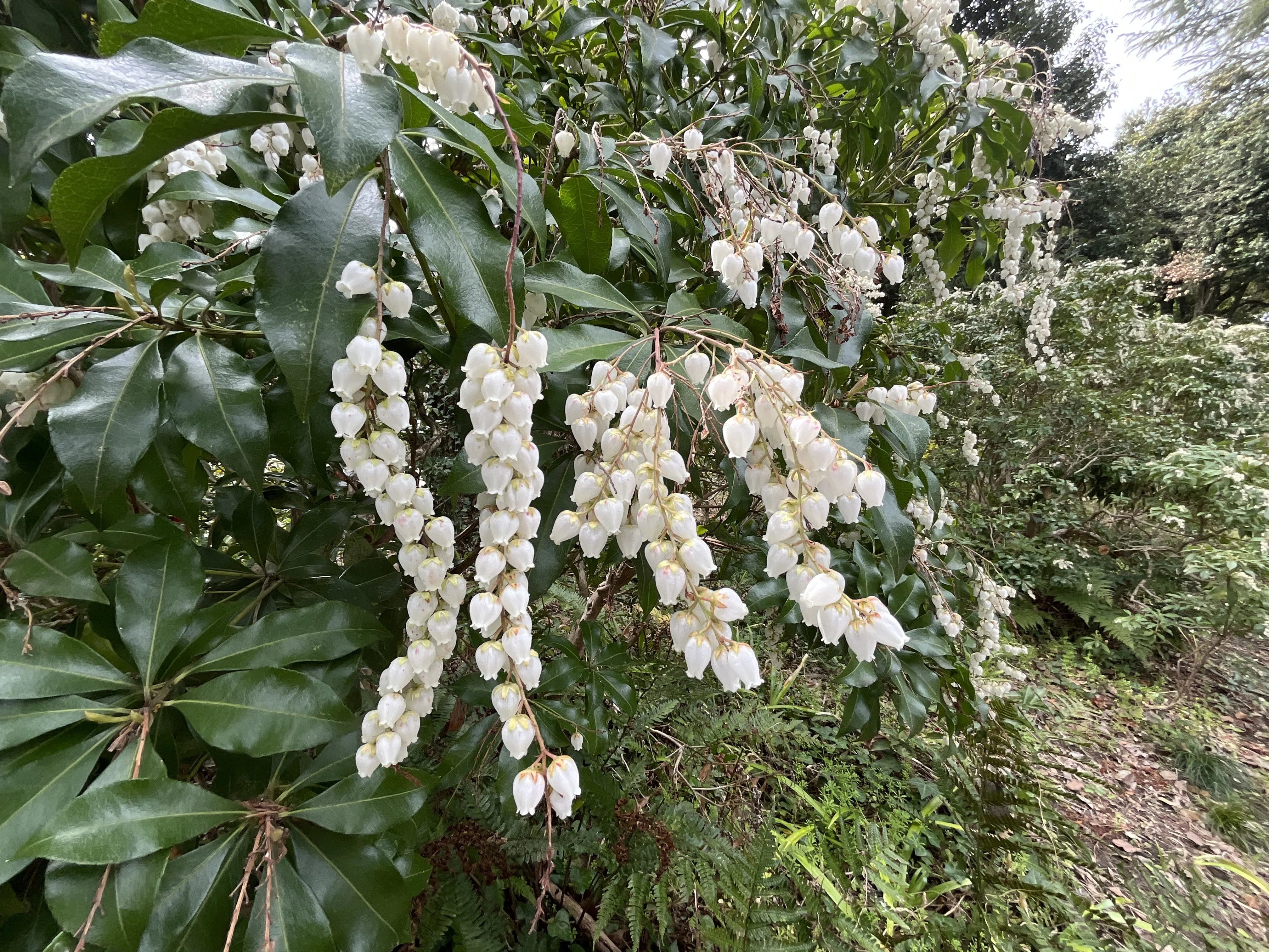 アセビの白い壺形花（京都府立植物園）：2026年3月22日（日）｜藤井