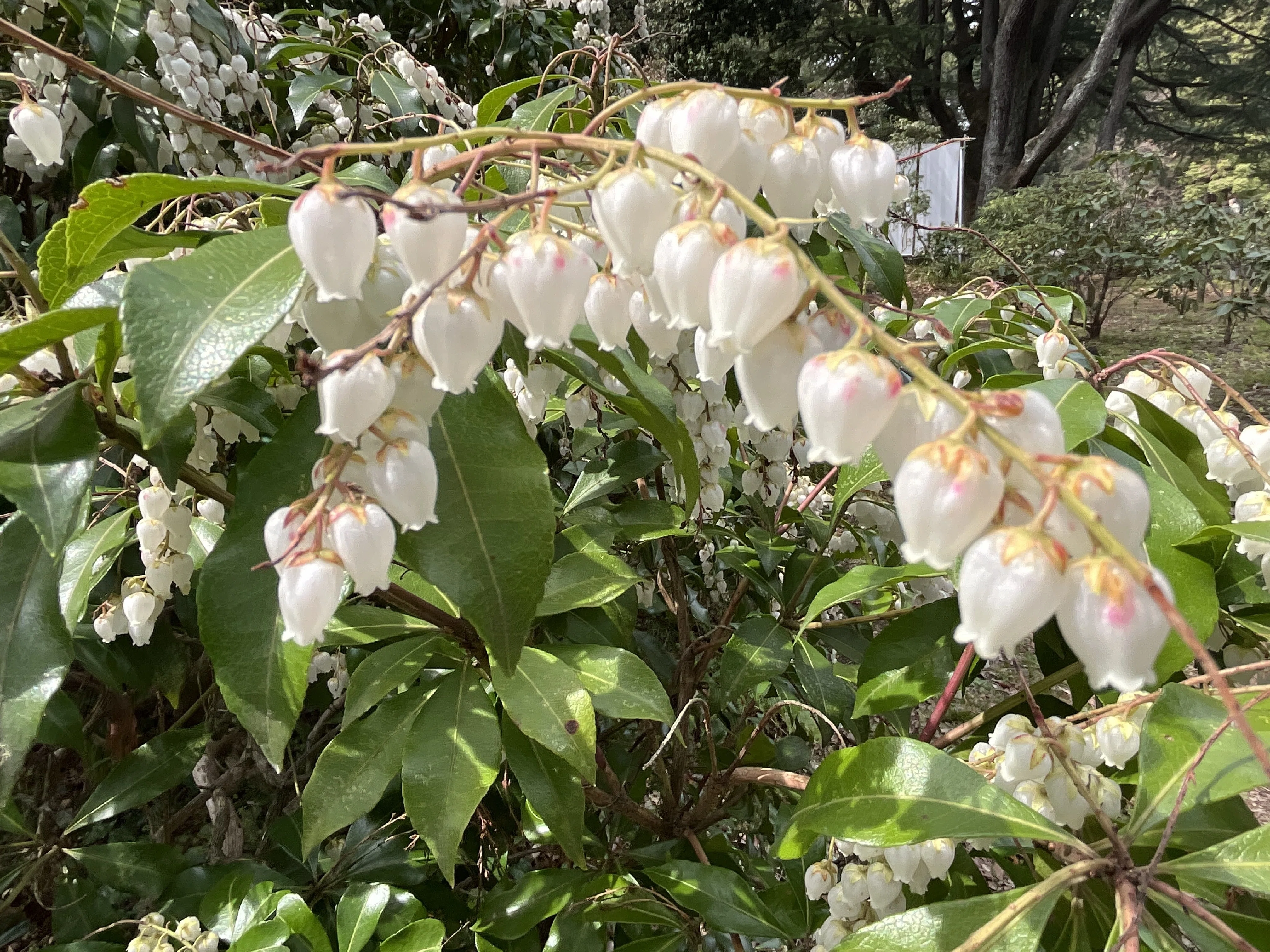 アセビの白い壺形花（京都府立植物園）：2026年3月22日（日）｜藤井