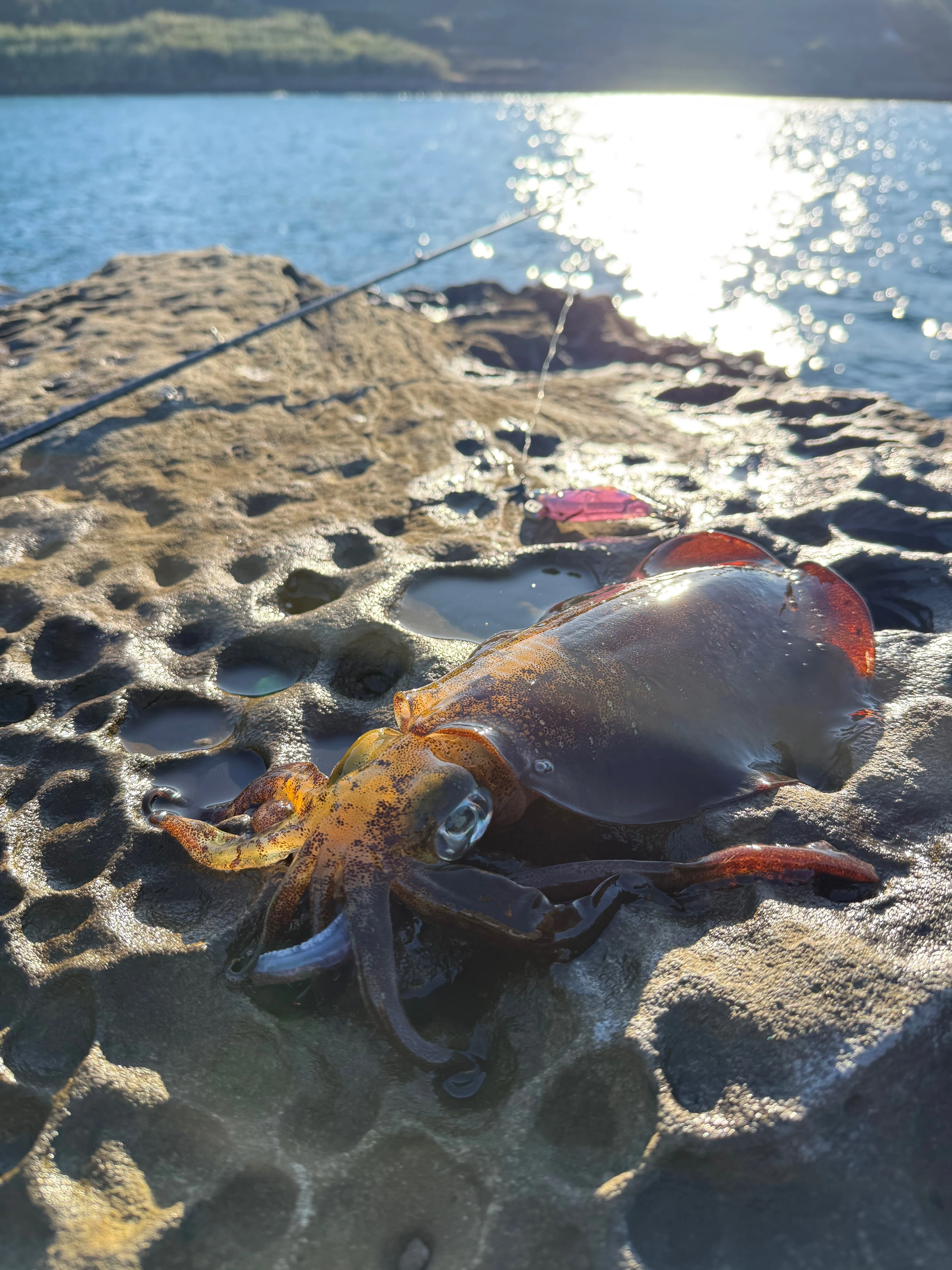 Early Winter Eging in Takashima】 11 Bigfin Reef Squid