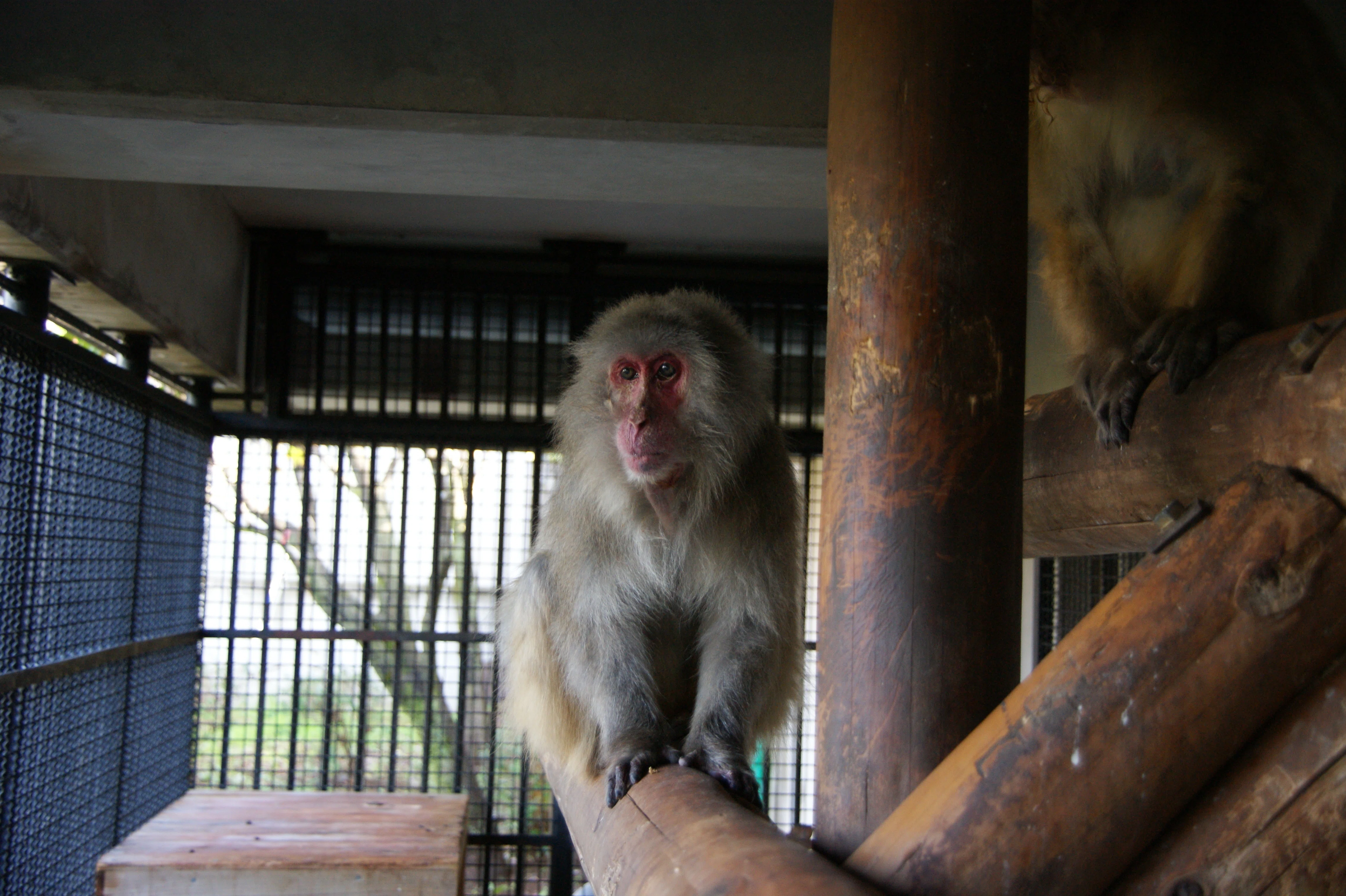 Learning about Japanese Macaques No. 009 / What happens to aging