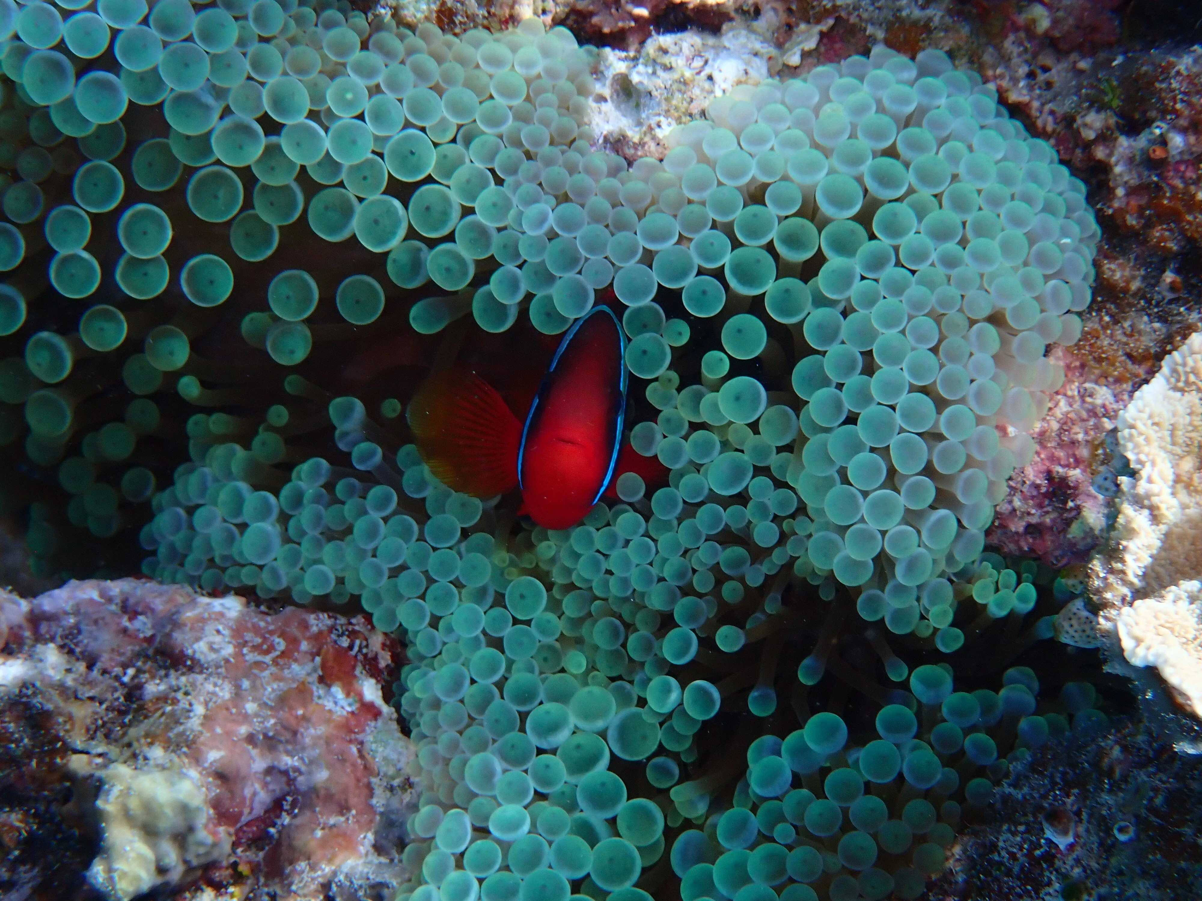 サンゴ礁の海で、魚の死骸を見ないことについて考える｜asahi / 朝陽珊瑚堂