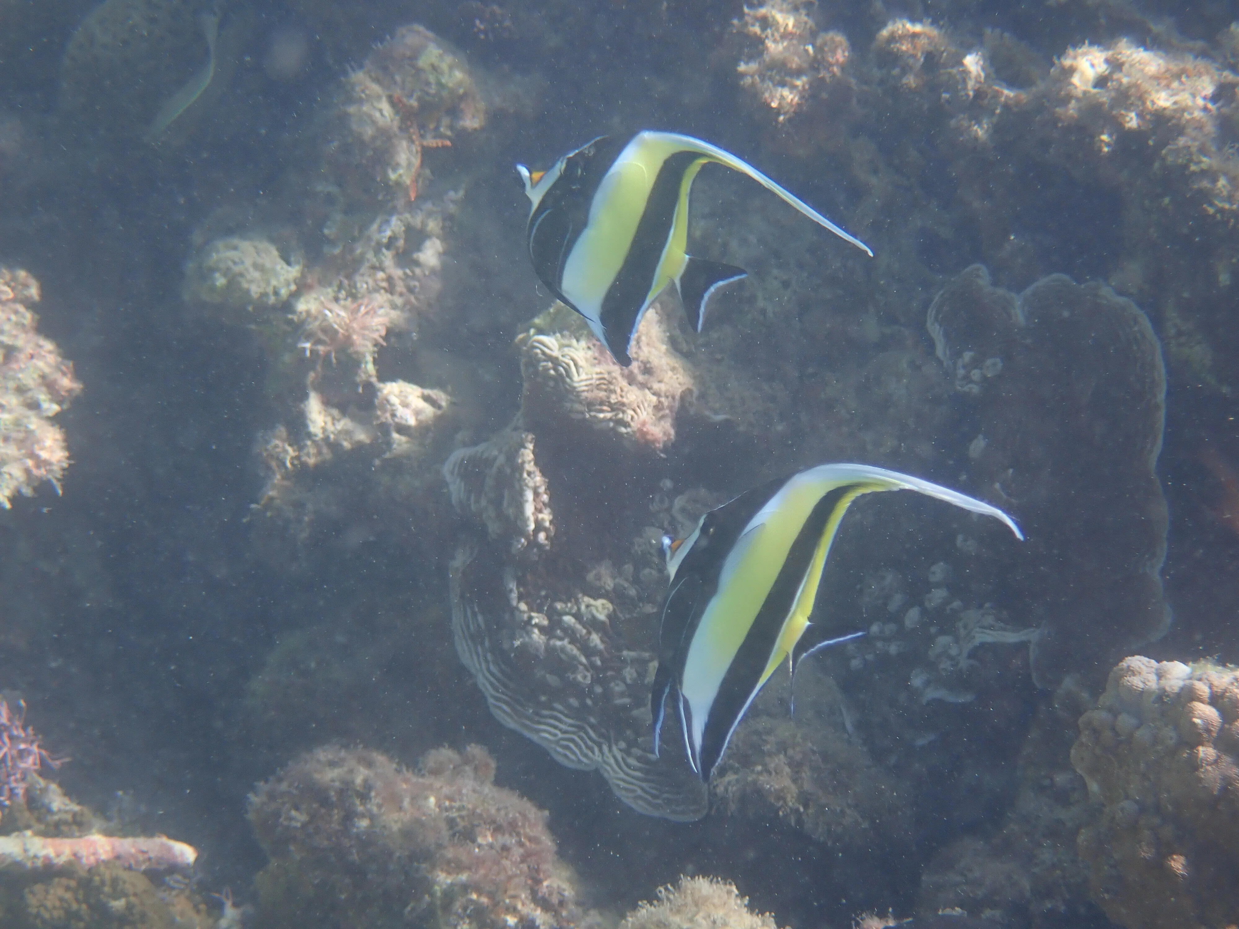 サンゴ礁の海で、魚の死骸を見ないことについて考える｜asahi / 朝陽珊瑚堂