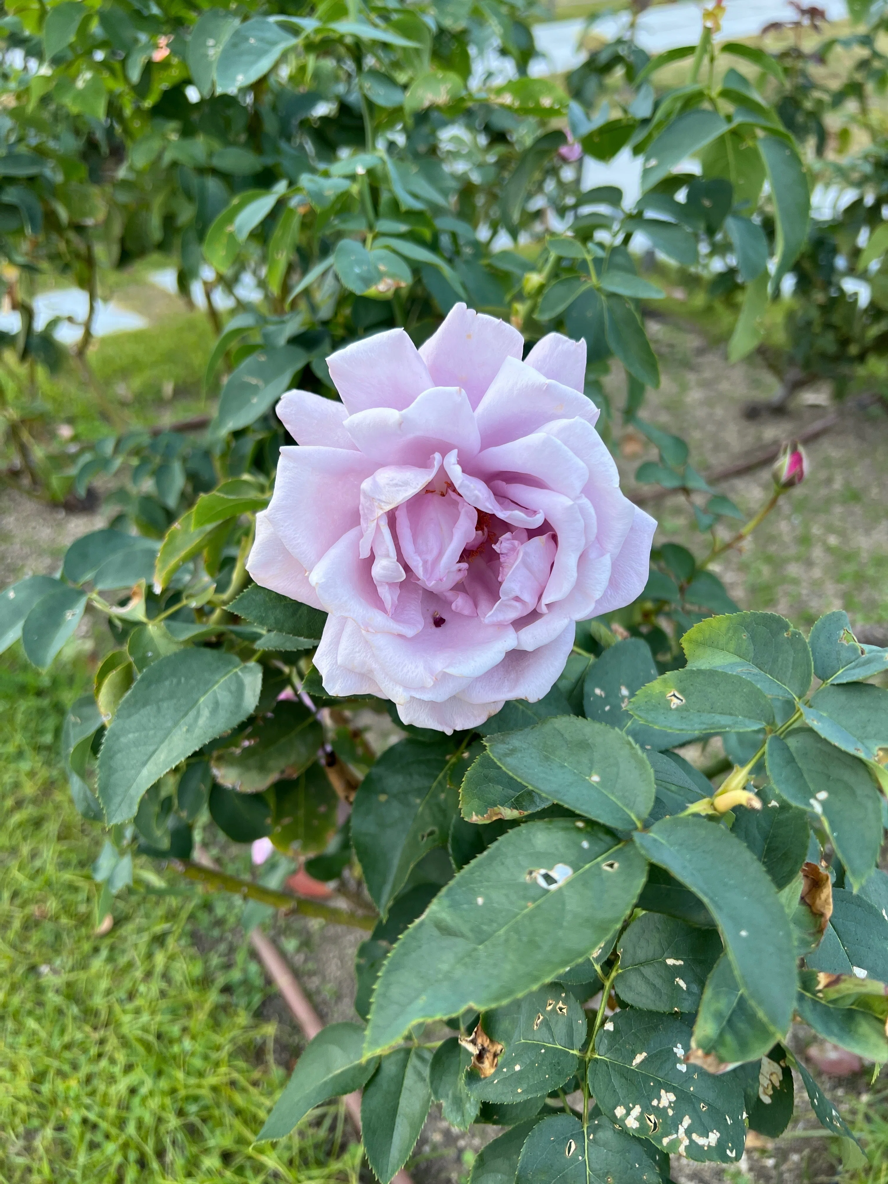 🌹薔薇マップ — 4️⃣ バラ園-東（花壇） — 中之島バラ園｜ぱぽにゃん