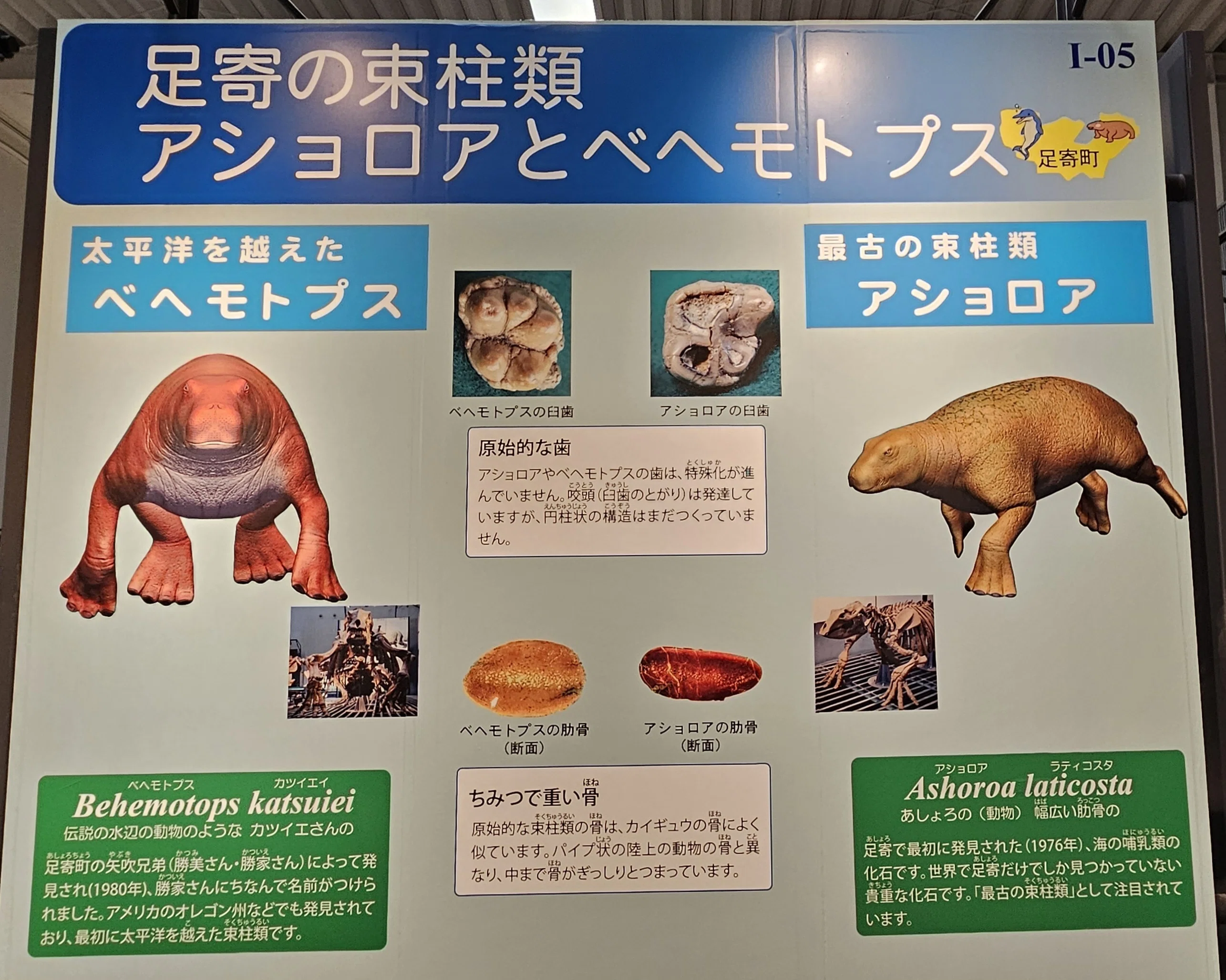 全国博物館の旅【77】足寄動物化石博物館｜美原さつき