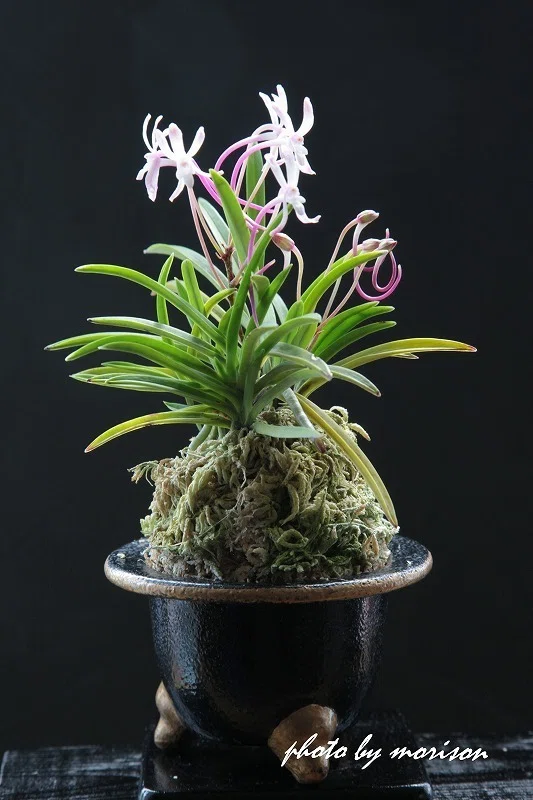 富貴蘭「大豊紅(赤道小町)」の花（過去の画像倉庫から）｜KJ Morison