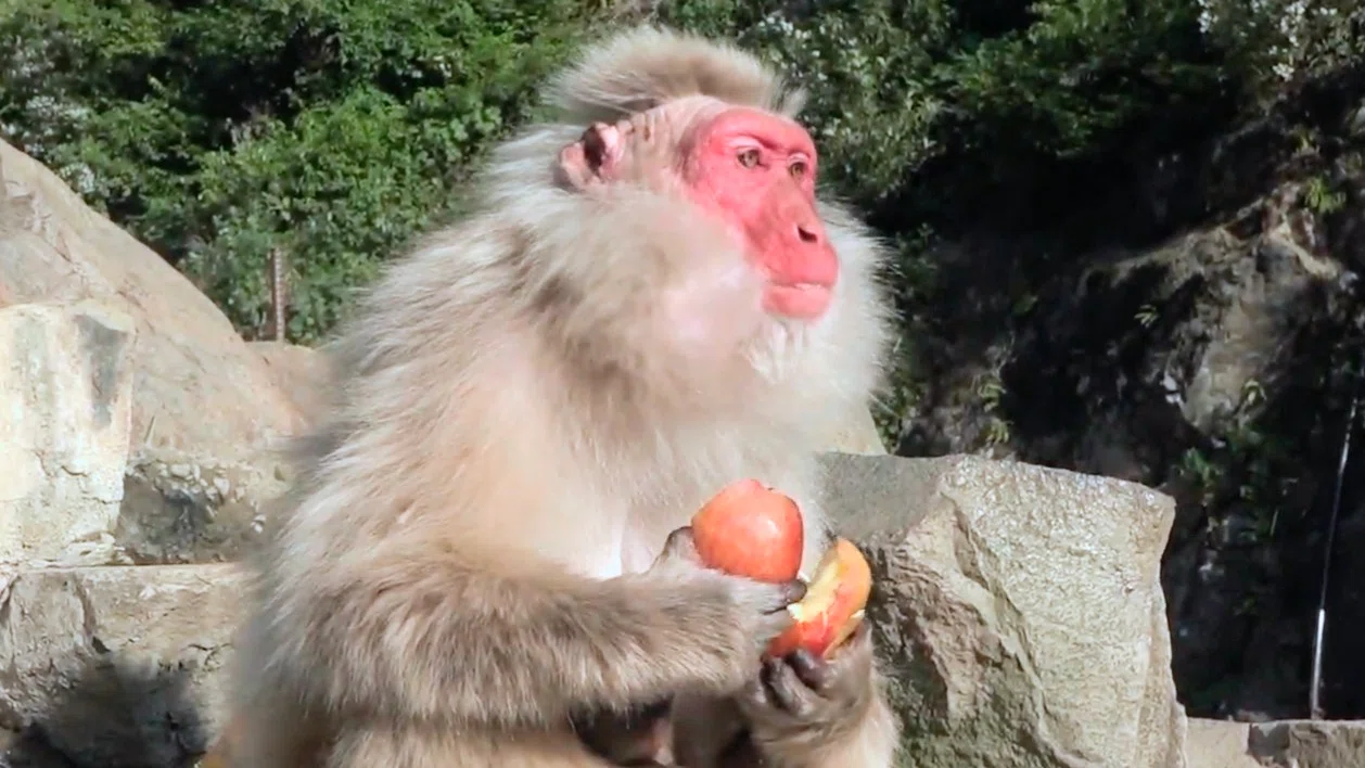 Japanese Macaque] A female monkey named Tokkuri00 ~Jigokudani