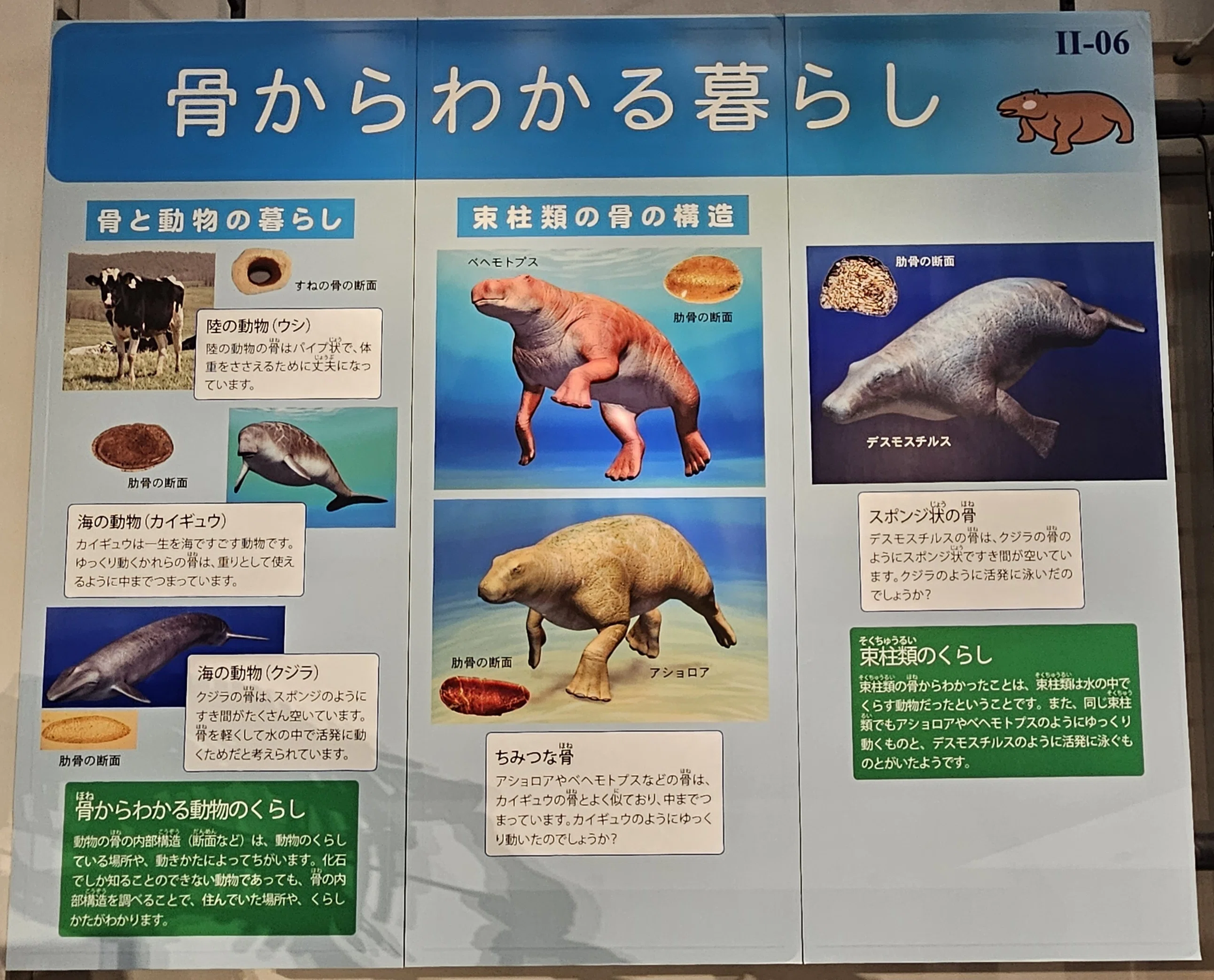 全国博物館の旅【77】足寄動物化石博物館｜美原さつき