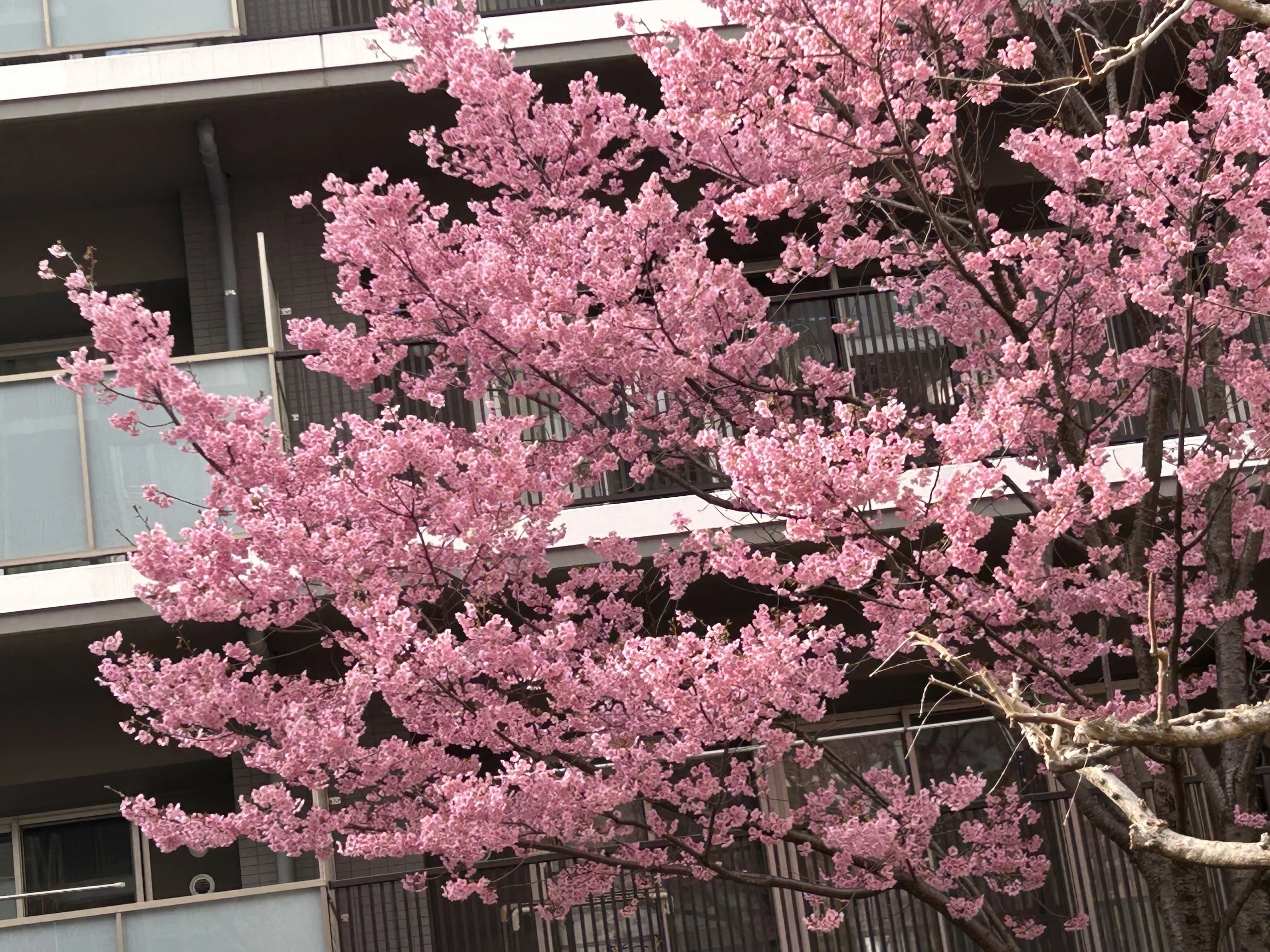 桜満開🌸ピンクの桜の名前をAIで調べてみた｜しもまゆ🍀魅力を言語化