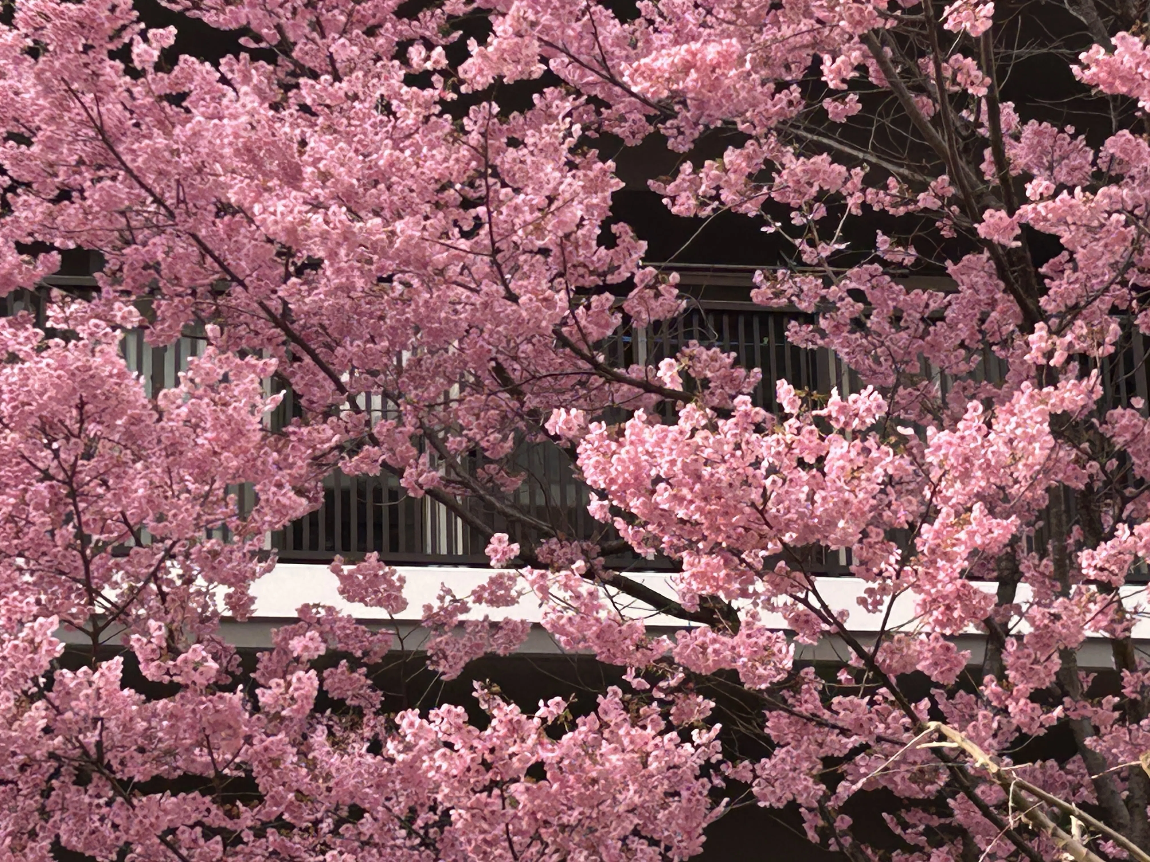 桜満開🌸ピンクの桜の名前をAIで調べてみた｜しもまゆ🍀魅力を言語化