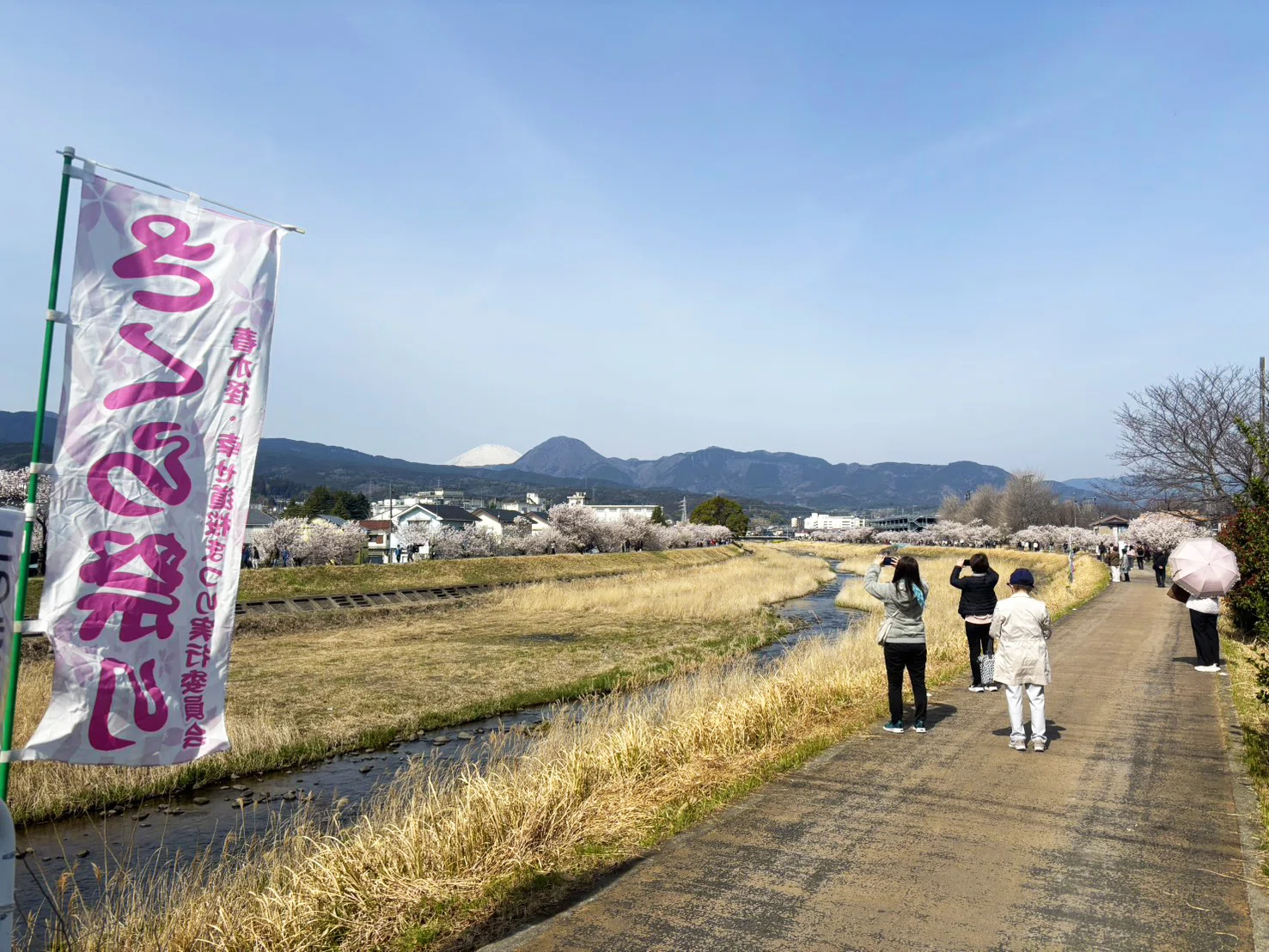 南足柄生まれの早咲きの桜「春めき桜」が見頃を迎えています！春木径