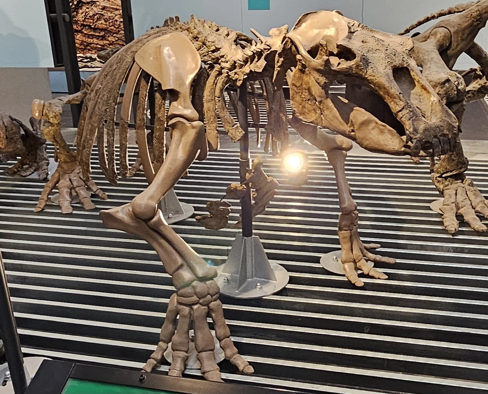 全国博物館の旅【77】足寄動物化石博物館｜美原さつき