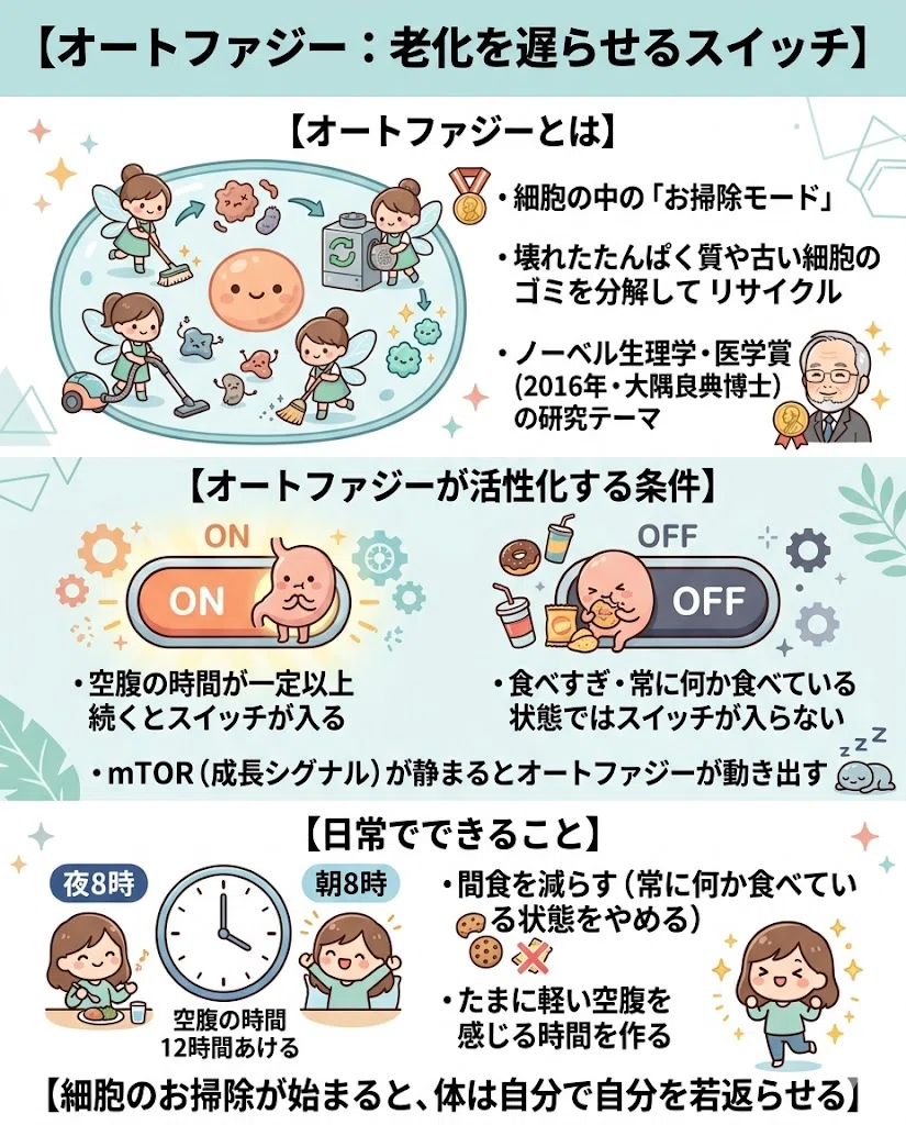 オートファジー:老化を遅らせるスイッチ。オートファジーとは。・細胞の中の「お掃除モード」。・壊れたたんぱく質や古い細胞のゴミを分解してリサイクル。・ノーベル生理学・医学賞(2016年・大隅良典博士)の研究テーマ。オートファジーが活性化する条件。・空腹の時間が一定以上続くとスイッチが入る。・食べすぎ・常に何か食べている状態ではスイッチが入らない。・mTOR(成長シグナル)が静まるとオートファジーが動き出す。日常でできること。・夕食から朝食まで12時間あける(例:夜8時〜朝8時)。・間食を減らす(常に何か食べている状態をやめる)。・たまに軽い空腹を感じる時間を作る。※無理な断食は不要。「食べない時間を作る」だけで十分。細胞のお掃除が始まると、体は自分で自分を若返らせる