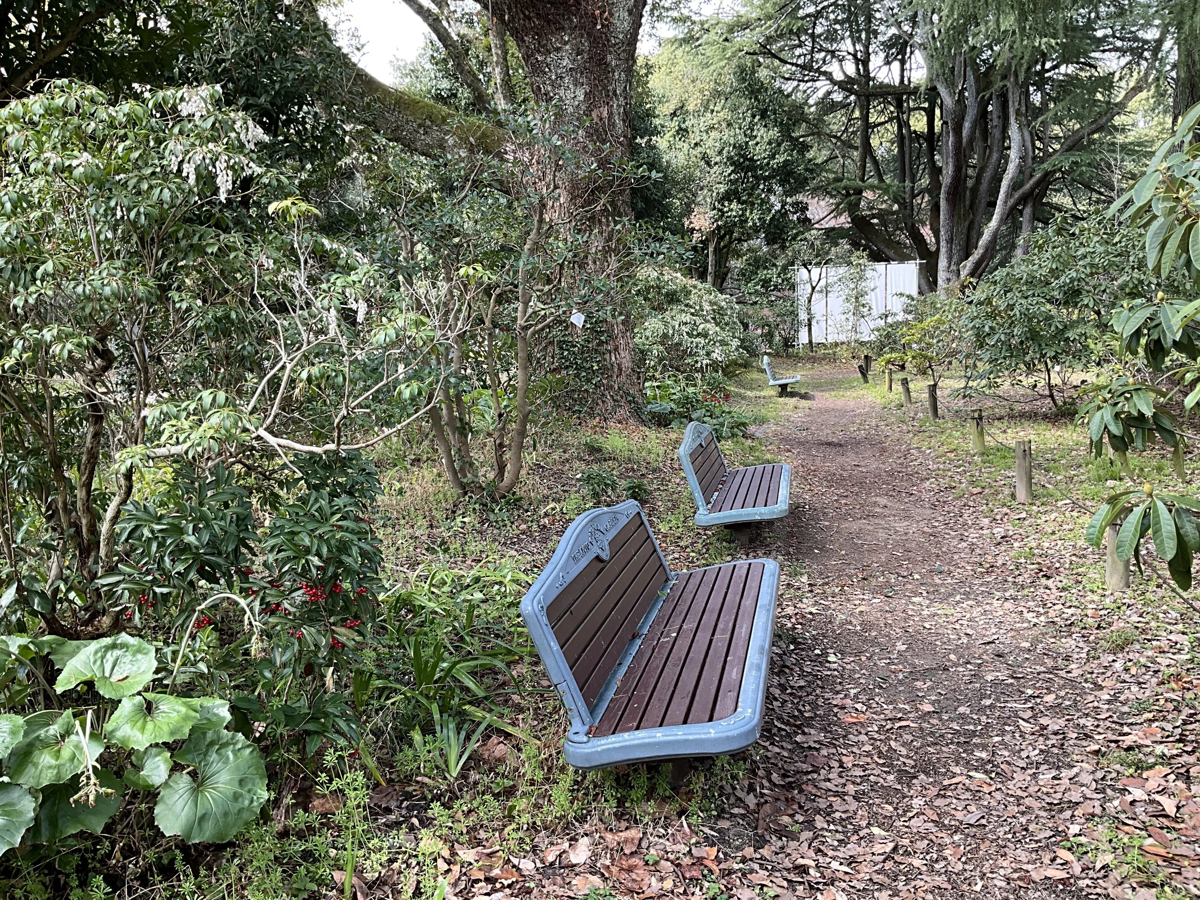 アセビの白い壺形花（京都府立植物園）：2026年3月22日（日）｜藤井