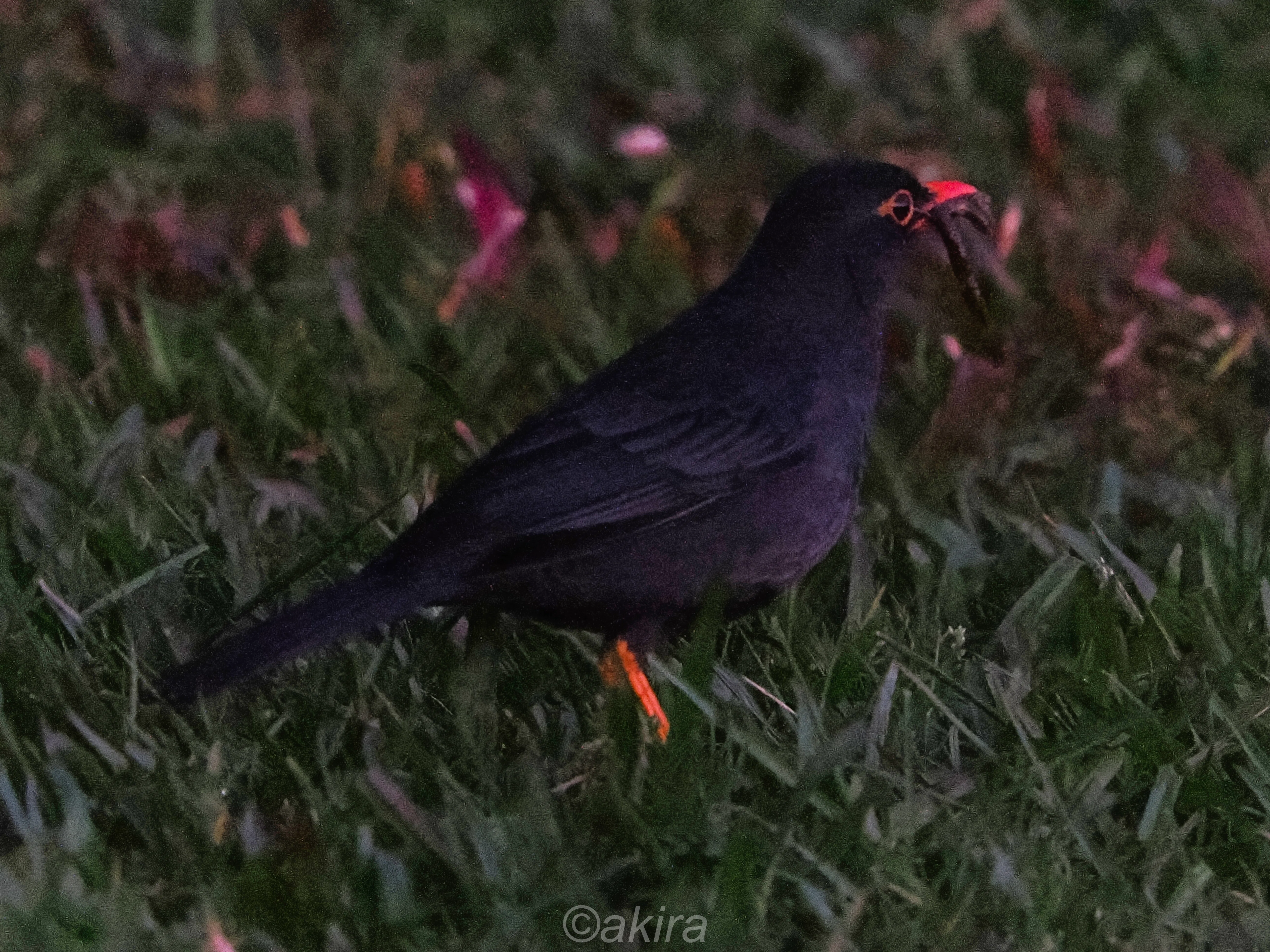 スリランカ鳥見その2｜akira@fuchu