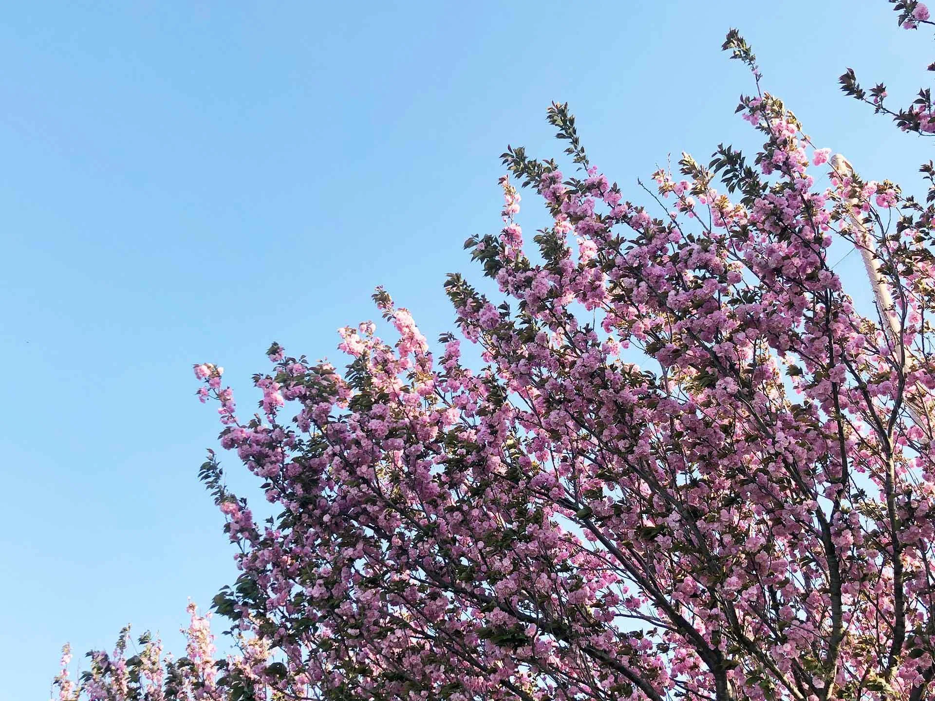 川崎市中原区】ふわふわな八重桜が咲き揃う 13種類の桜が続く多摩川の