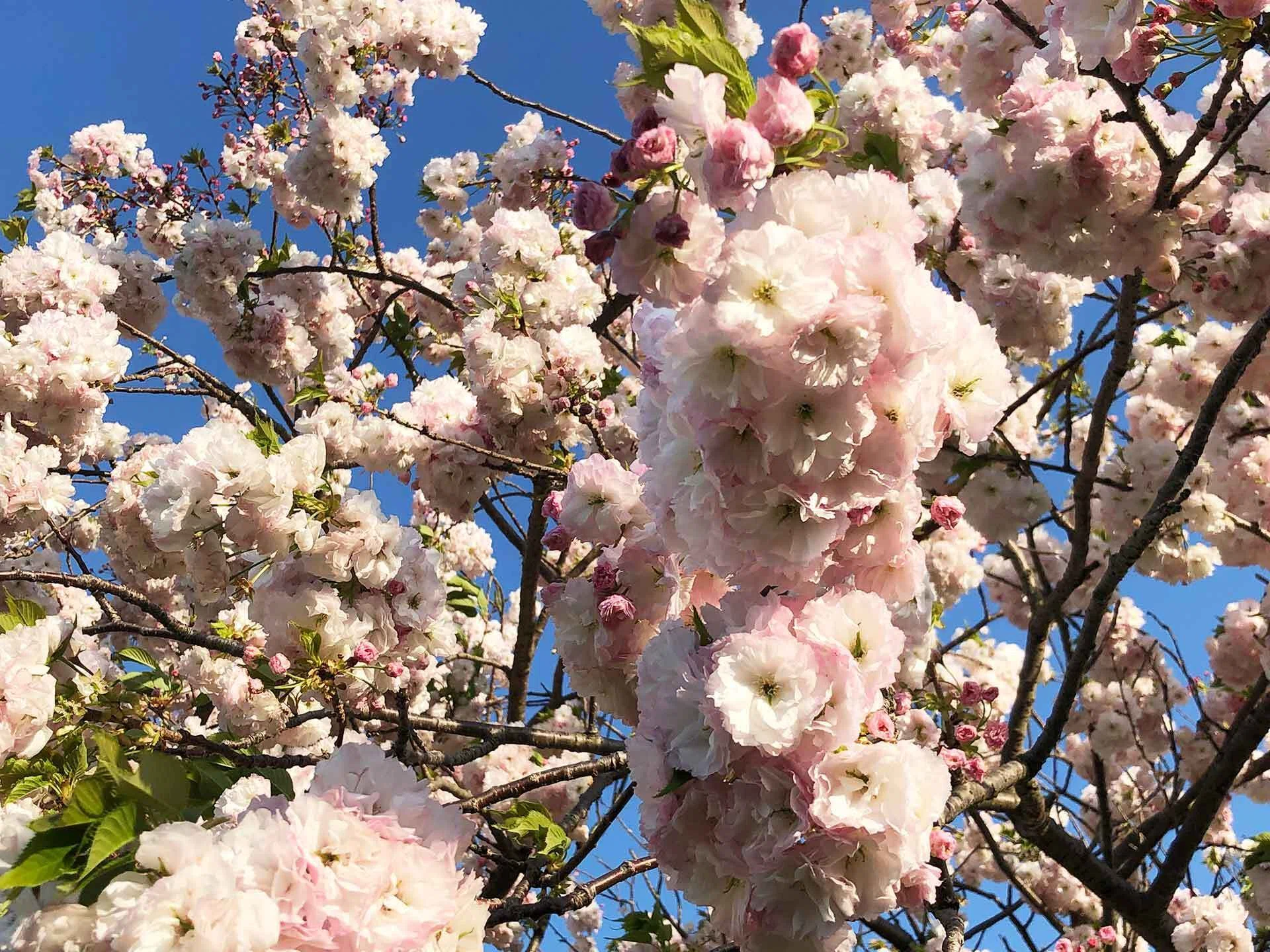 川崎市中原区】ふわふわな八重桜が咲き揃う 13種類の桜が続く多摩川の