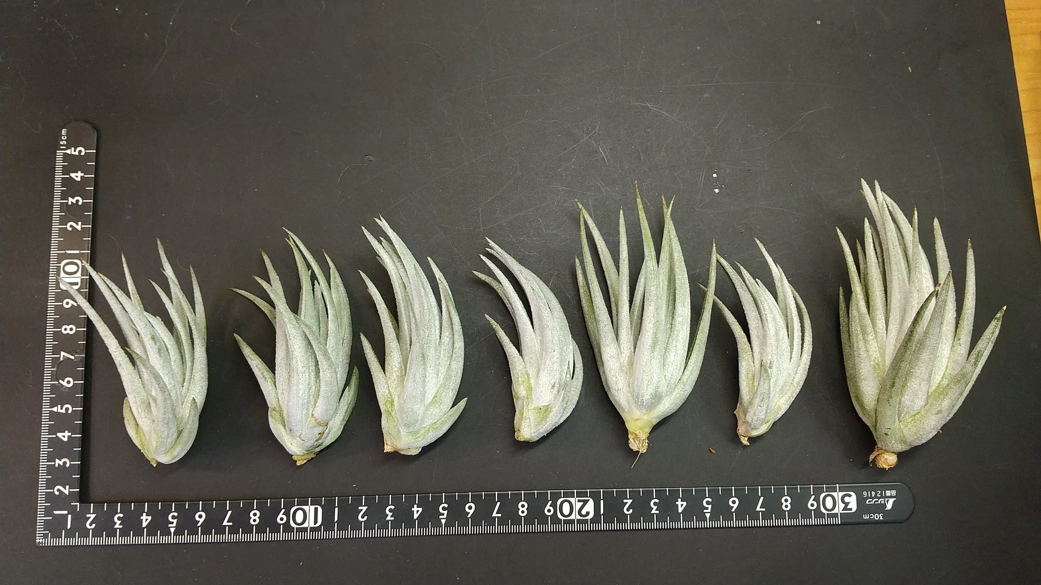 チランジア入荷リスト3/16｜NatureGarden🌿神田